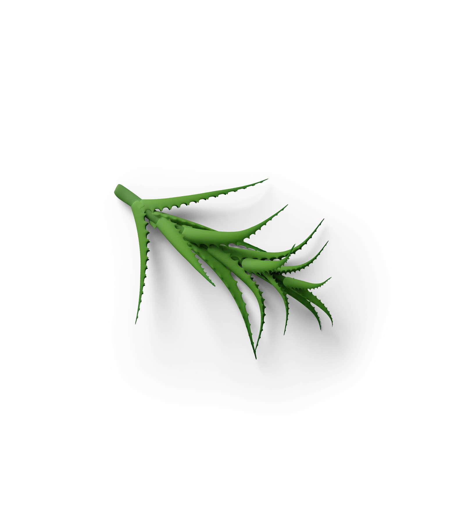 Mockup aloe top Mockup Aloe Top