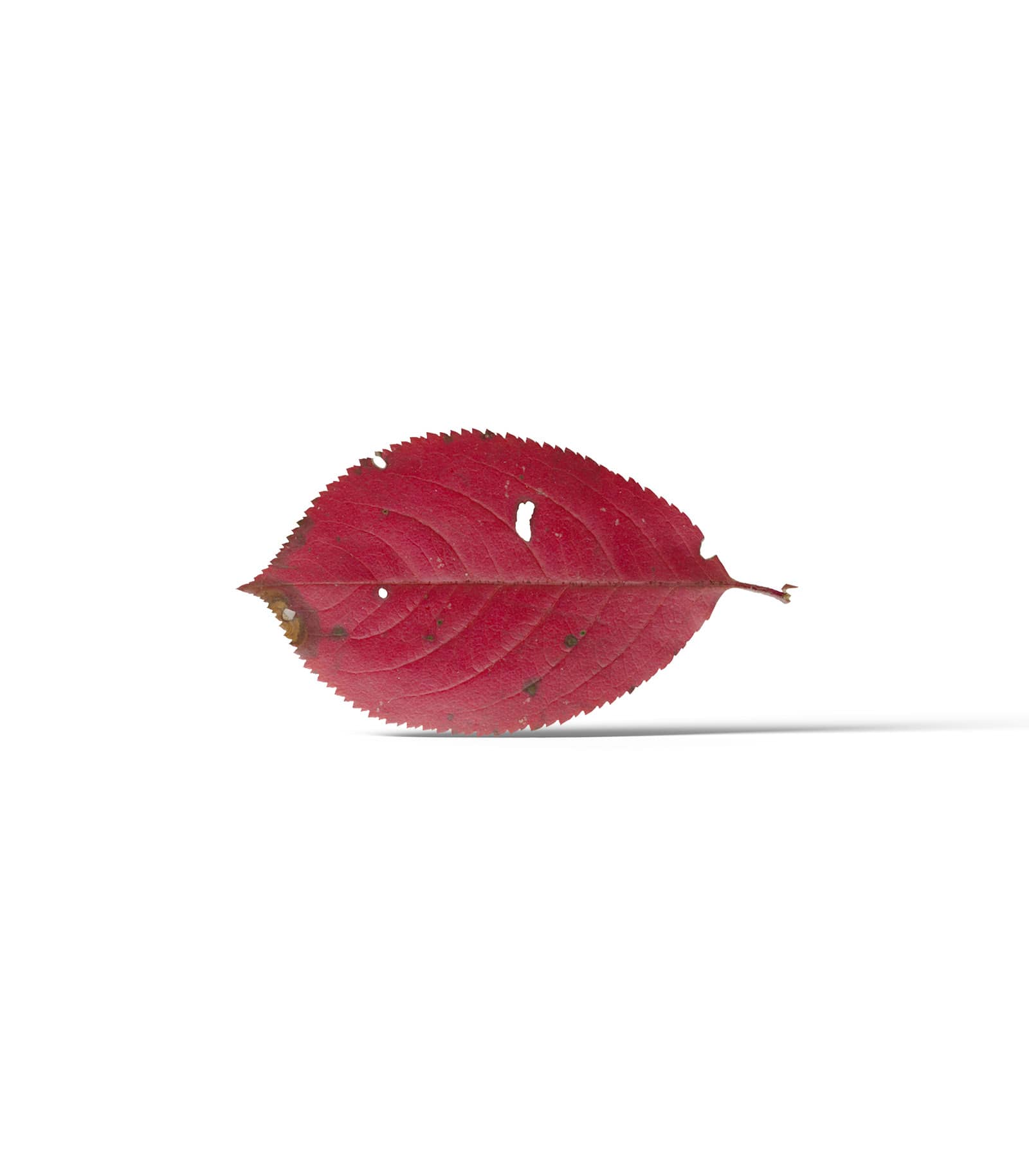 Mockup apple leaf front Mockup Apple Leaf Front