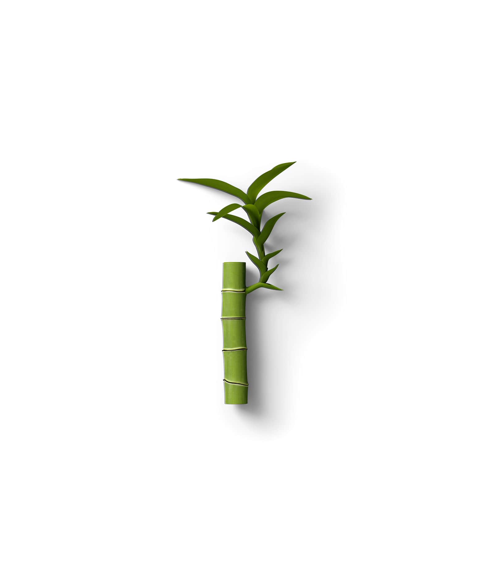 Mockup bamboo top Mockup Bamboo Top