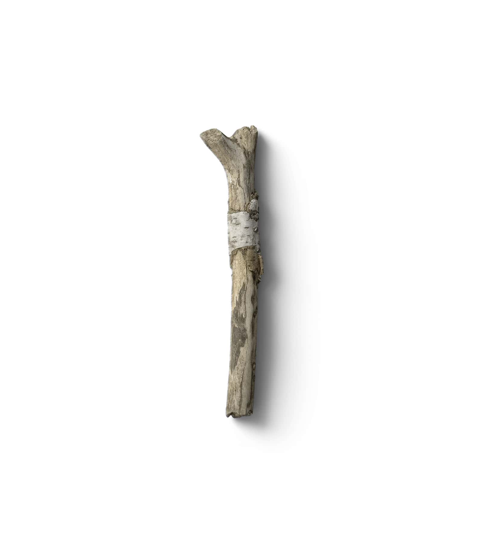 Mockup branch top v1 Mockup Branch Top V1