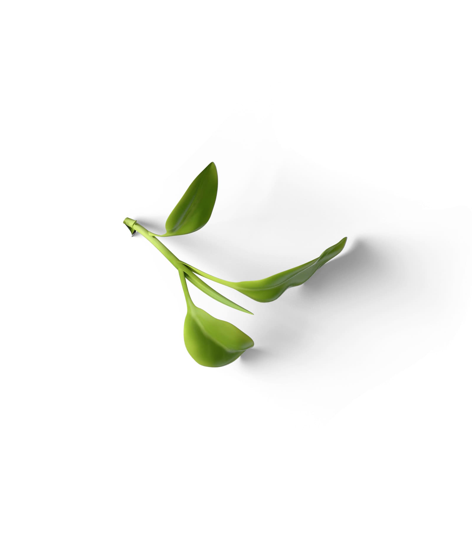 Mockup branch with leaves top v2 Mockup Branch With Leaves Top V2