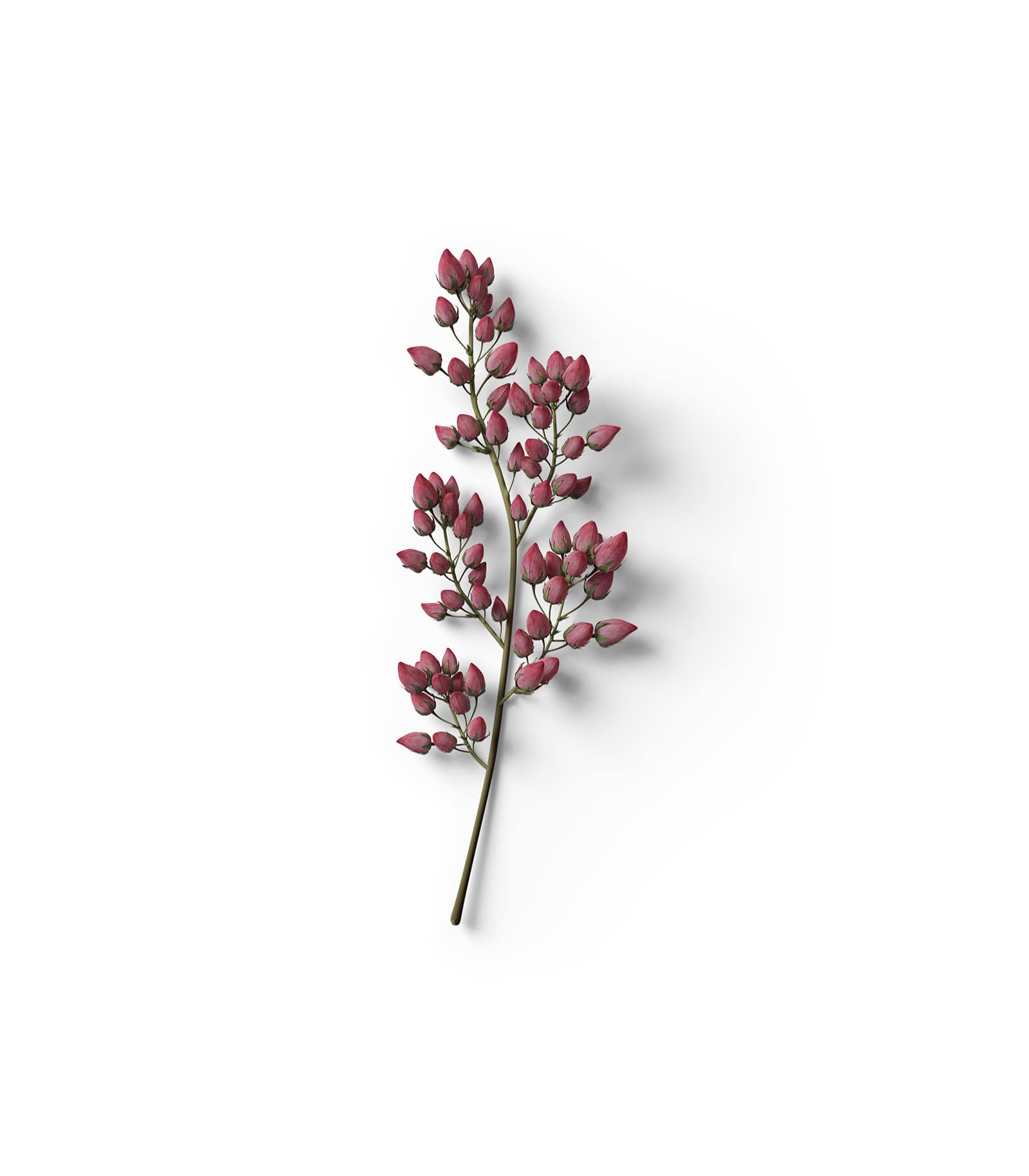 Mockup branch with red buds top Mockup Branch With Red Buds Top