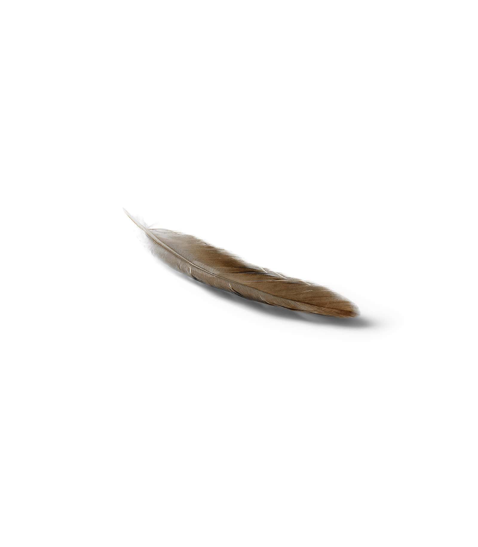 Mockup brown pigeon feather isometric Mockup Brown Pigeon Feather Isometric