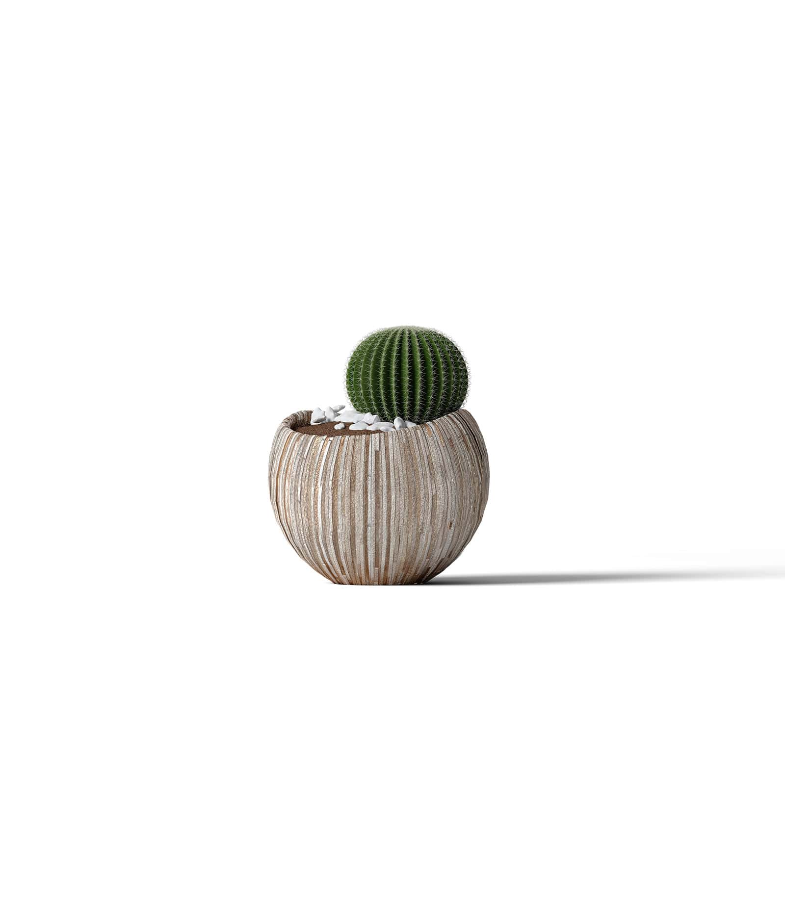 Mockup cactus in pot front Mockup Cactus In Pot Front