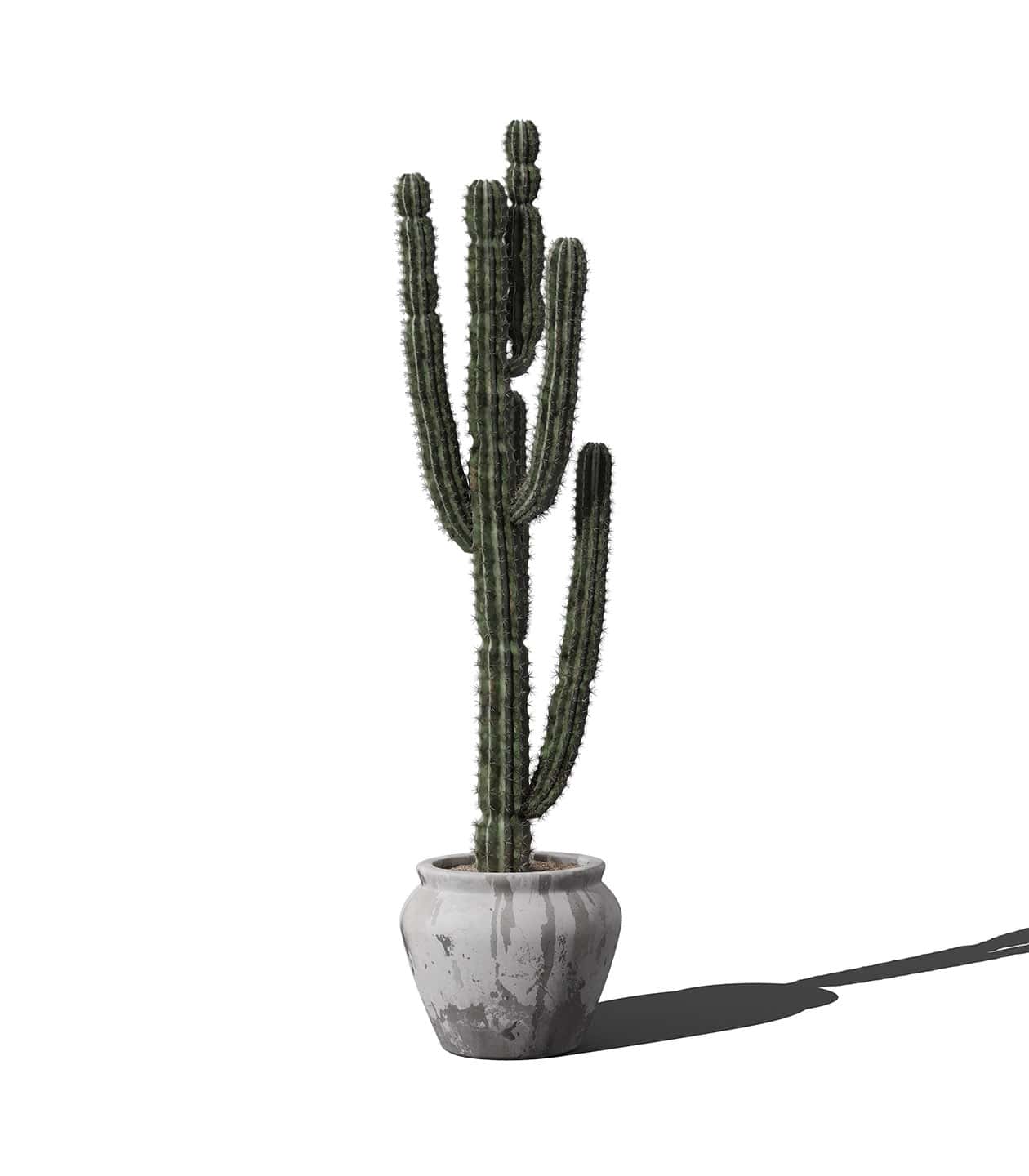 Mockup cactus in pot v1 front view Mockup Cactus In Pot V1 Front View