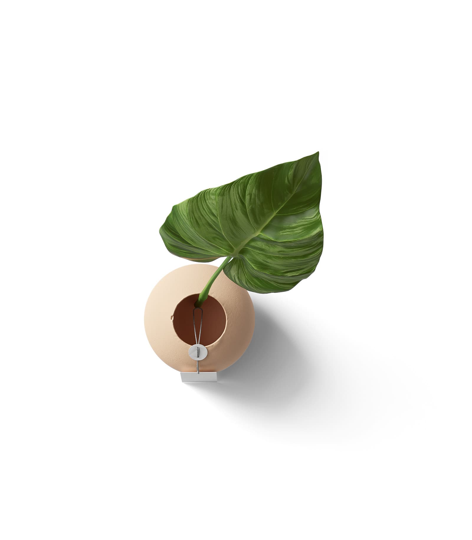 Mockup calla leaf in vase top Mockup Calla Leaf In Vase Top
