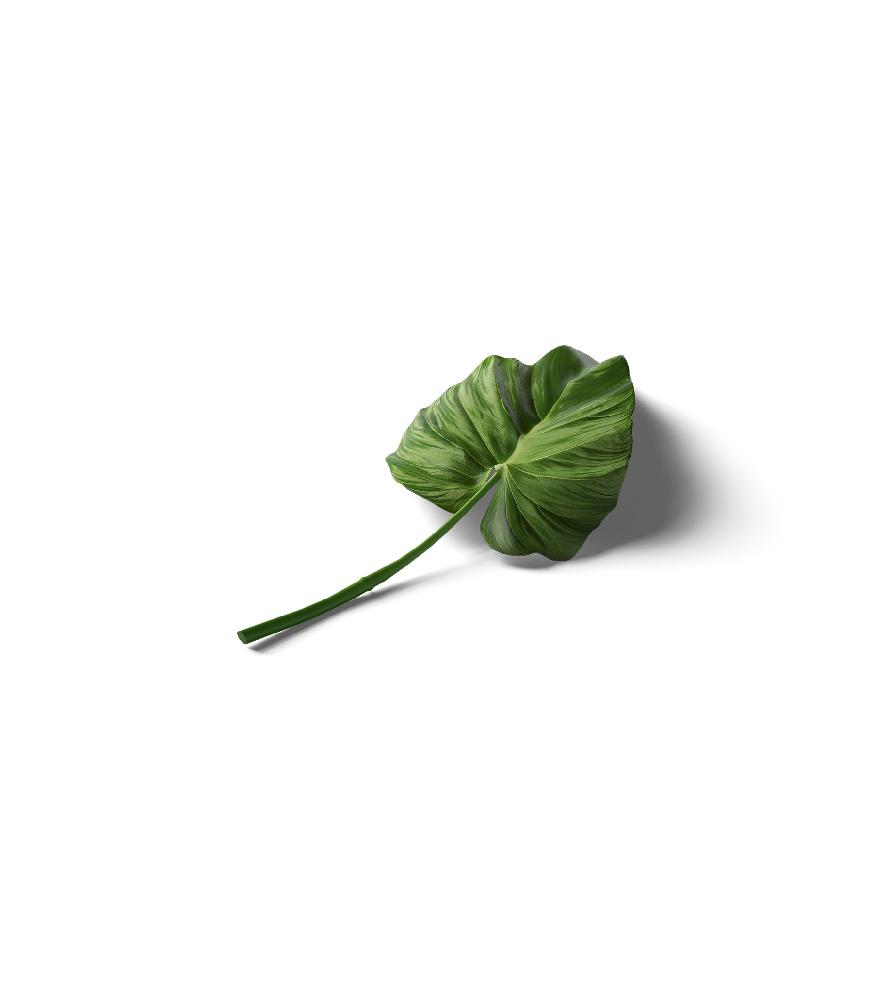 Mockup calla leaf v1 isometric Mockup Calla Leaf V1 Isometric