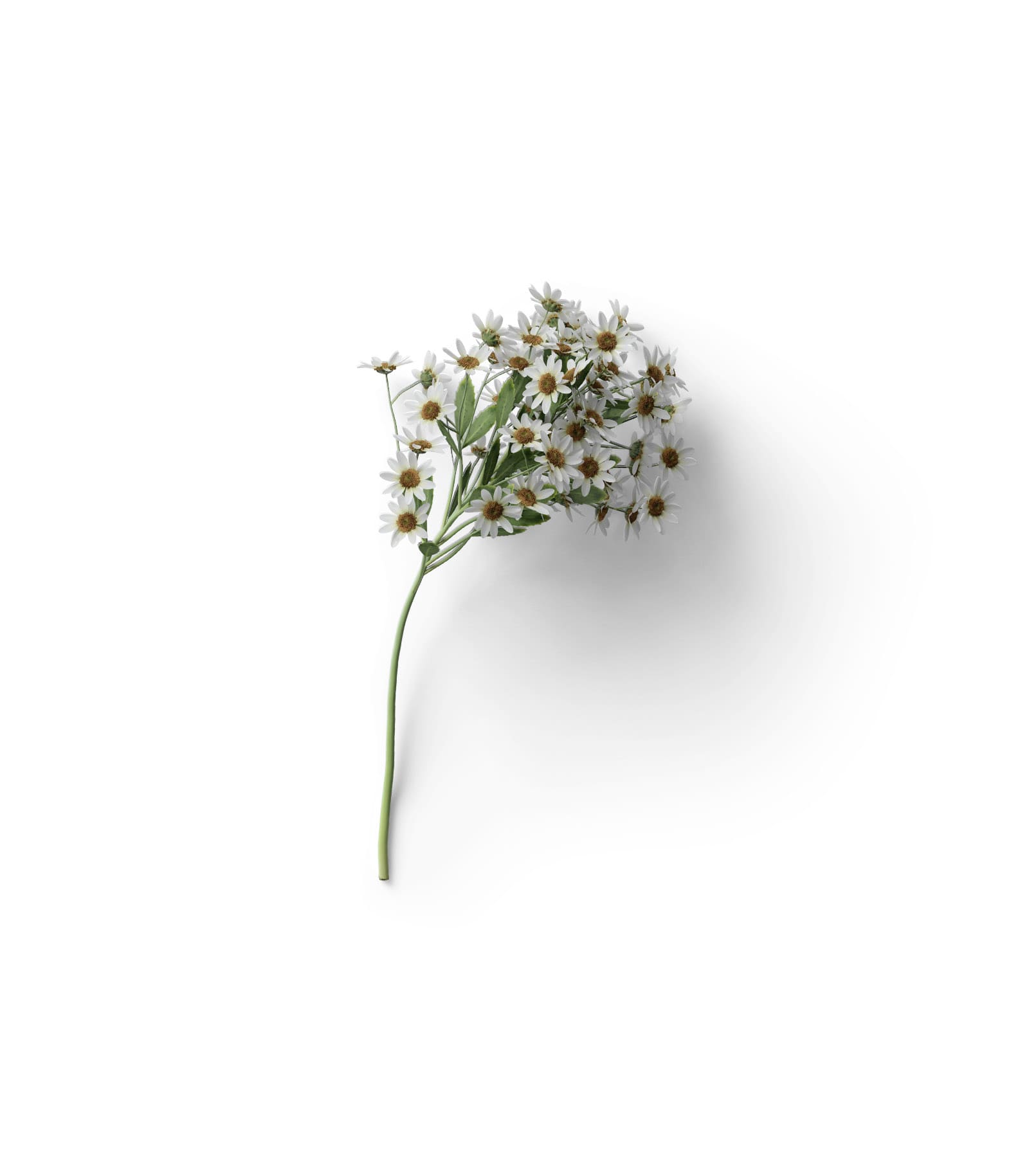 Mockup chamomile top v4 Mockup Chamomile Top V4