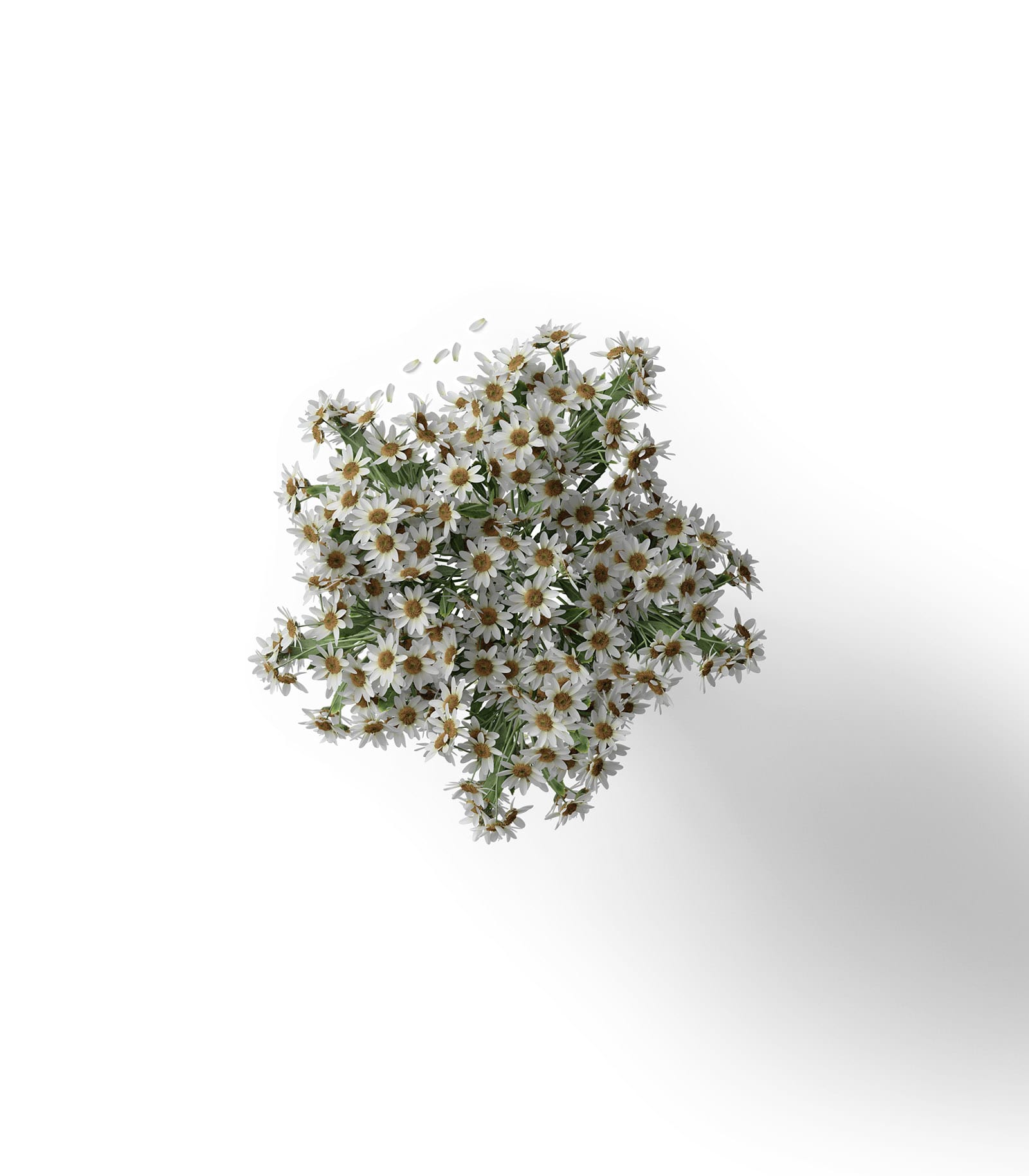 Mockup chamomile top v5 Mockup Chamomile Top V5