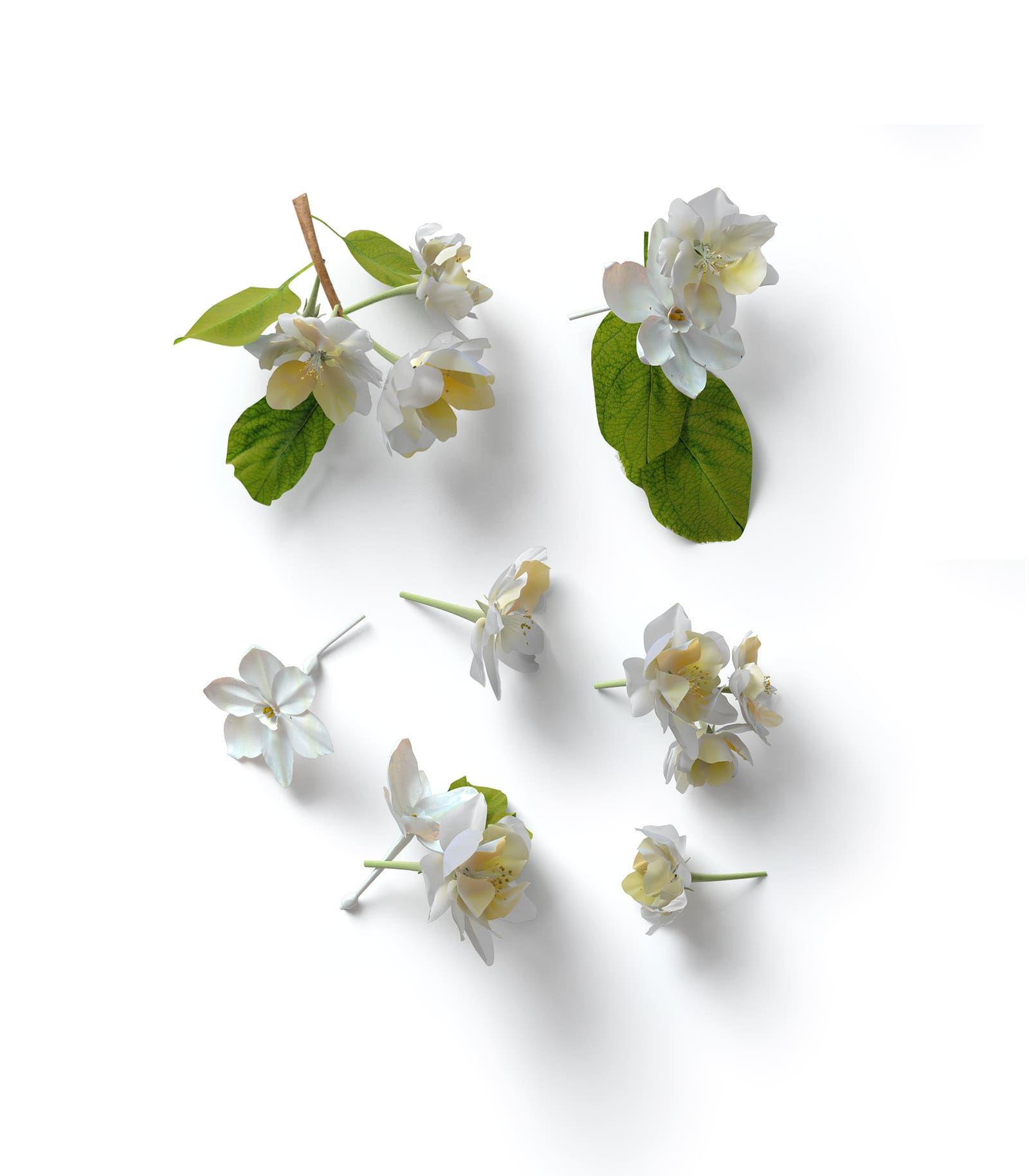 Mockup cherry buds top Mockup Cherry Buds Top