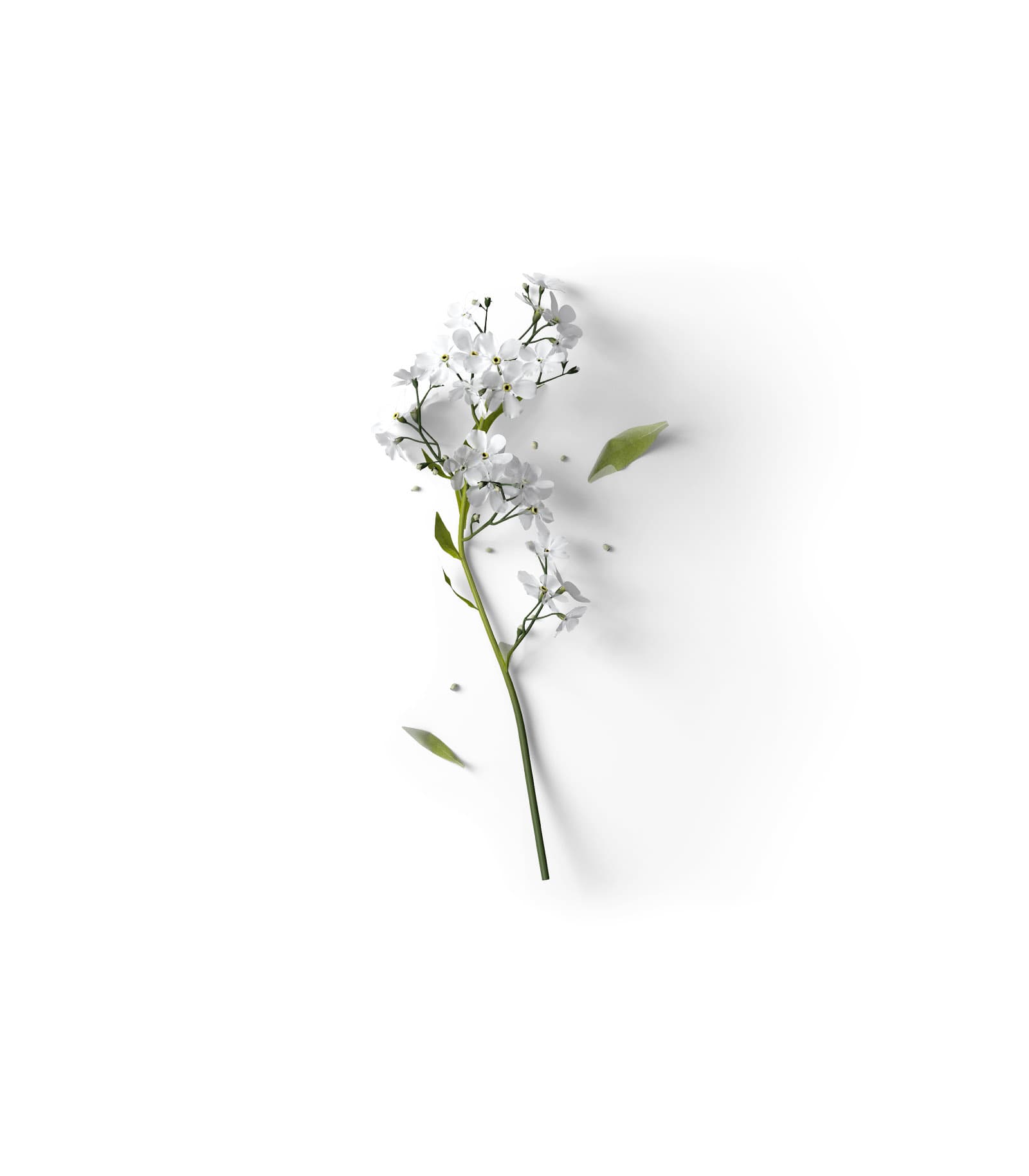 Mockup cherry flowers top Mockup Cherry Flowers Top