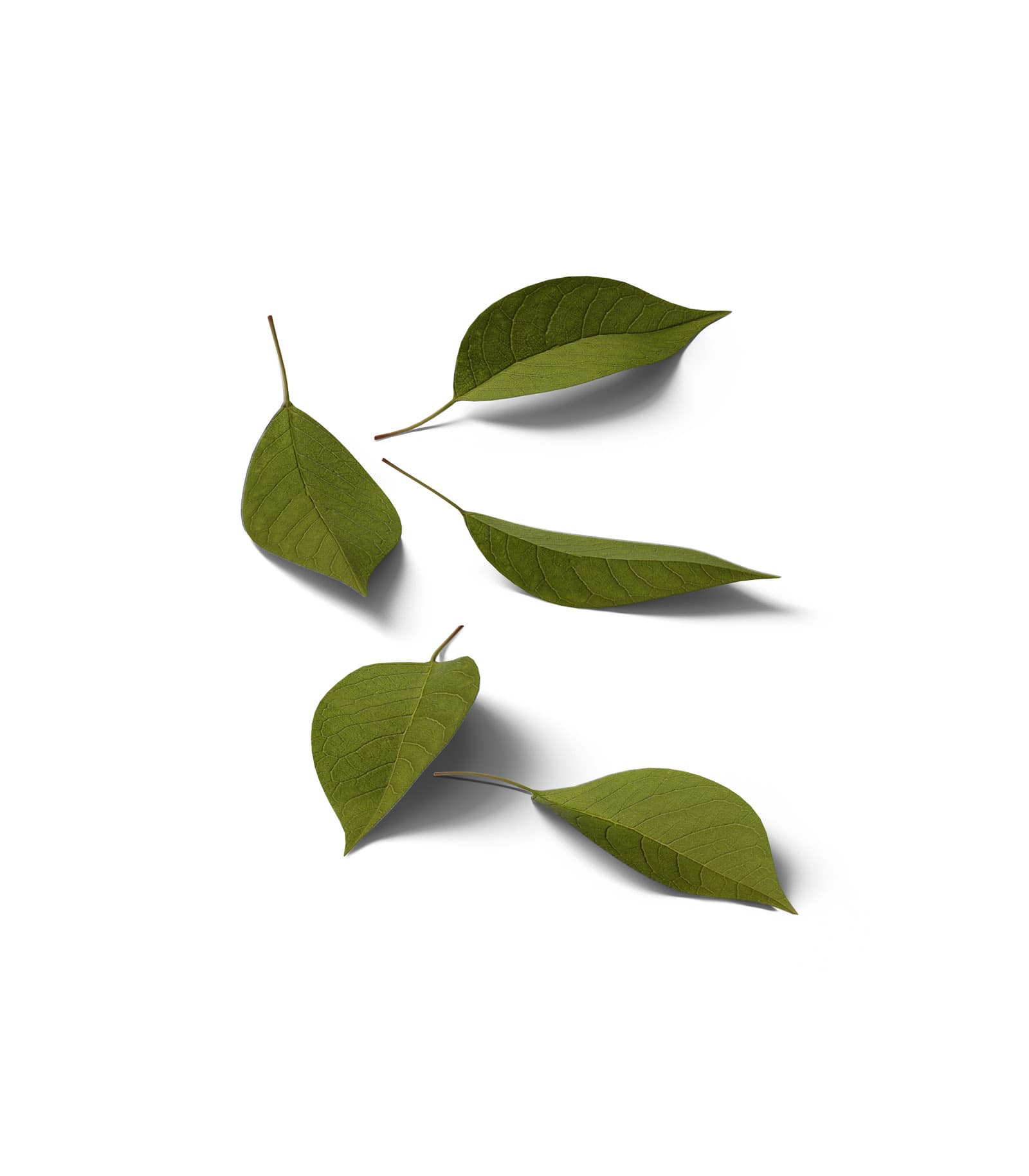 Mockup cherry leaves isometric Mockup Cherry Leaves Isometric