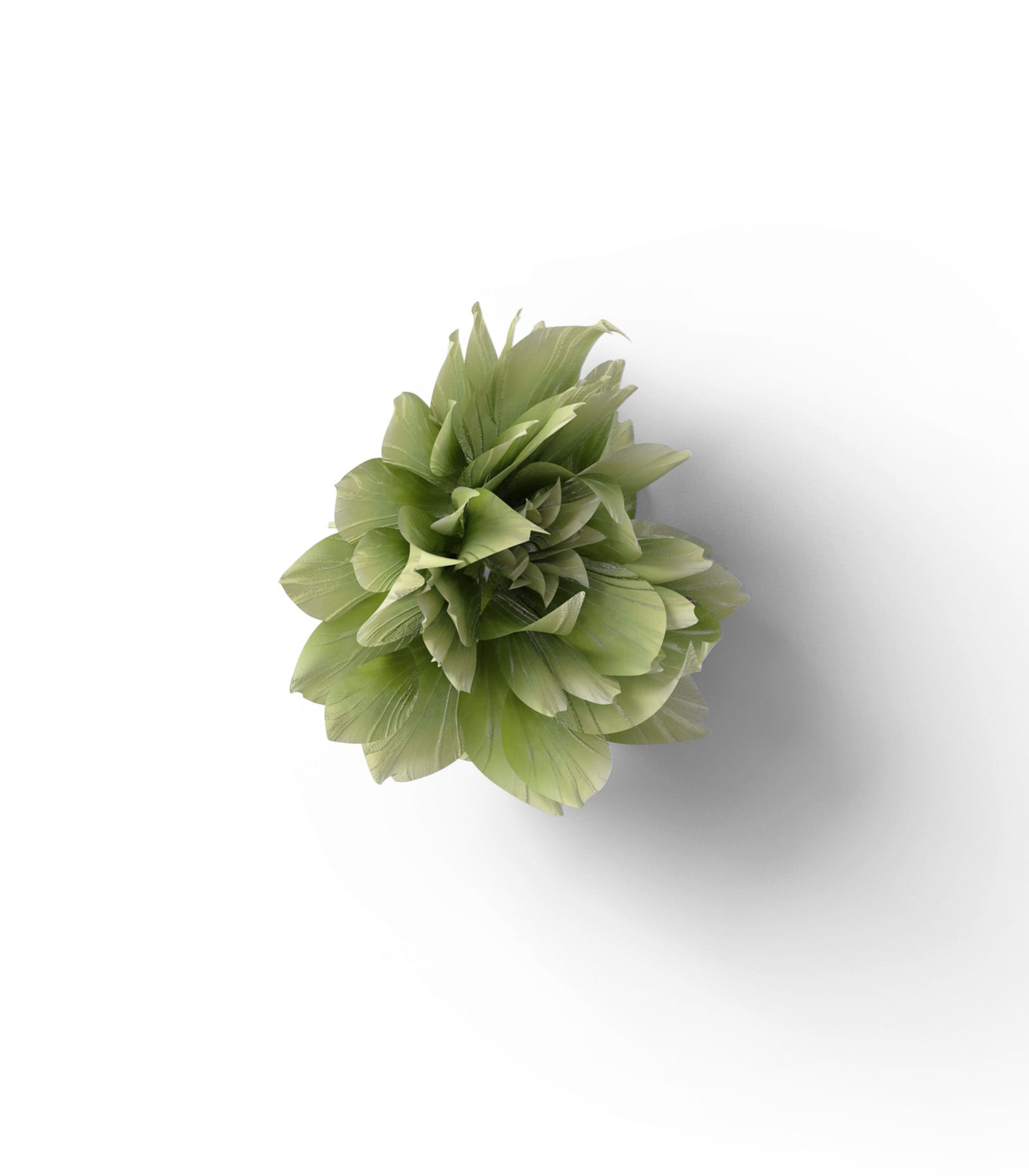 Mockup chrysanthemum top v1 Mockup Chrysanthemum Top V1