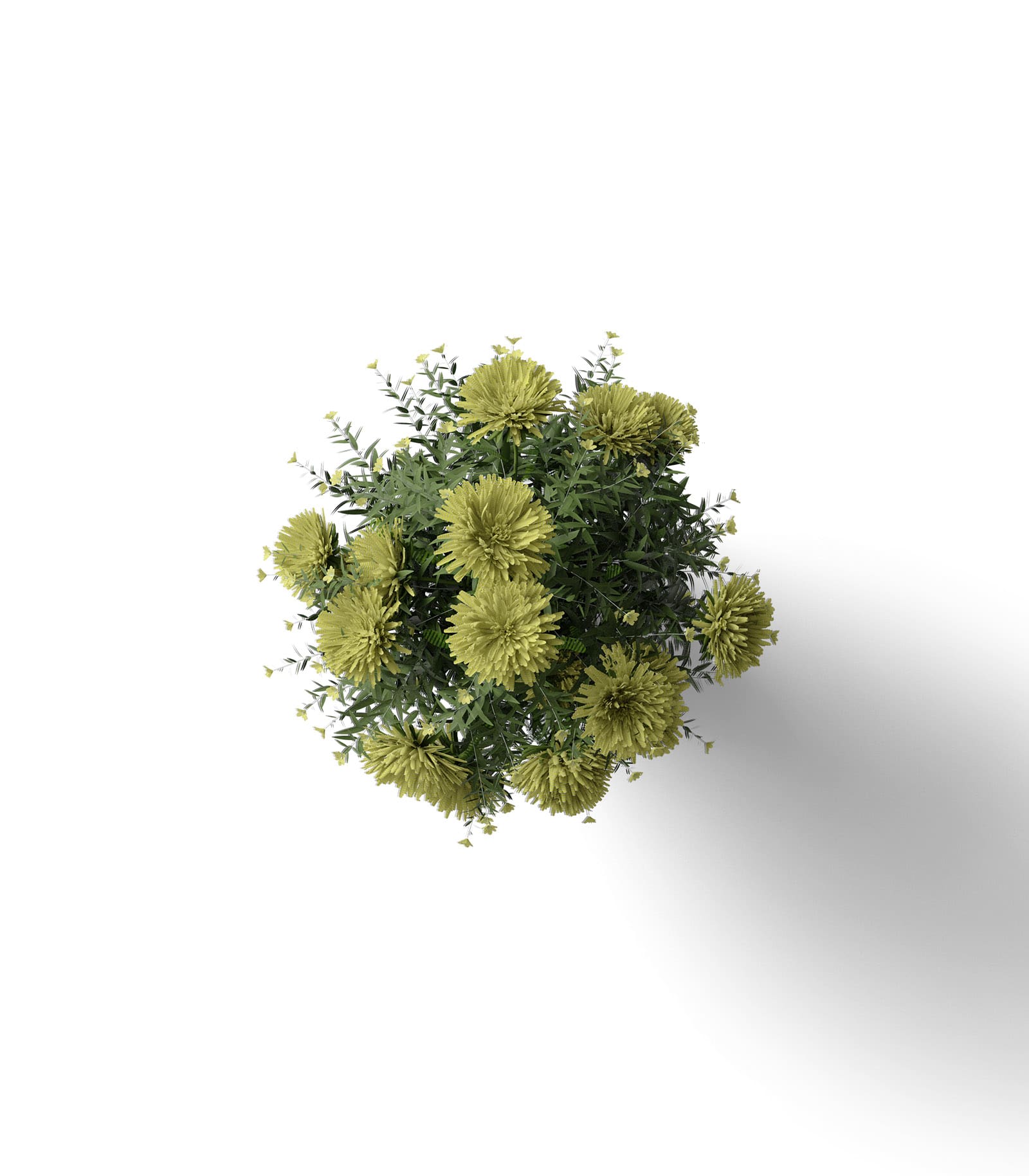 Mockup chrysanthemum top Mockup Chrysanthemum Top