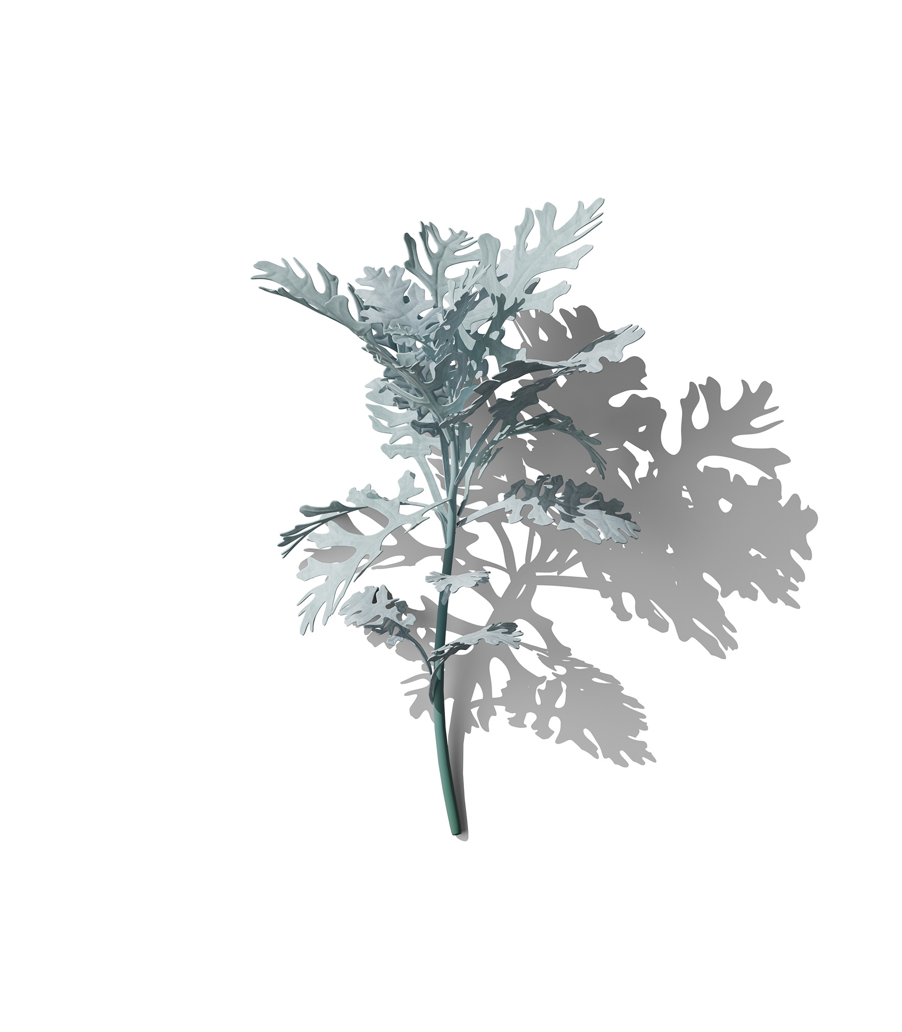 Mockup cineraria silvery v1 front view Mockup Cineraria Silvery V1 Front View