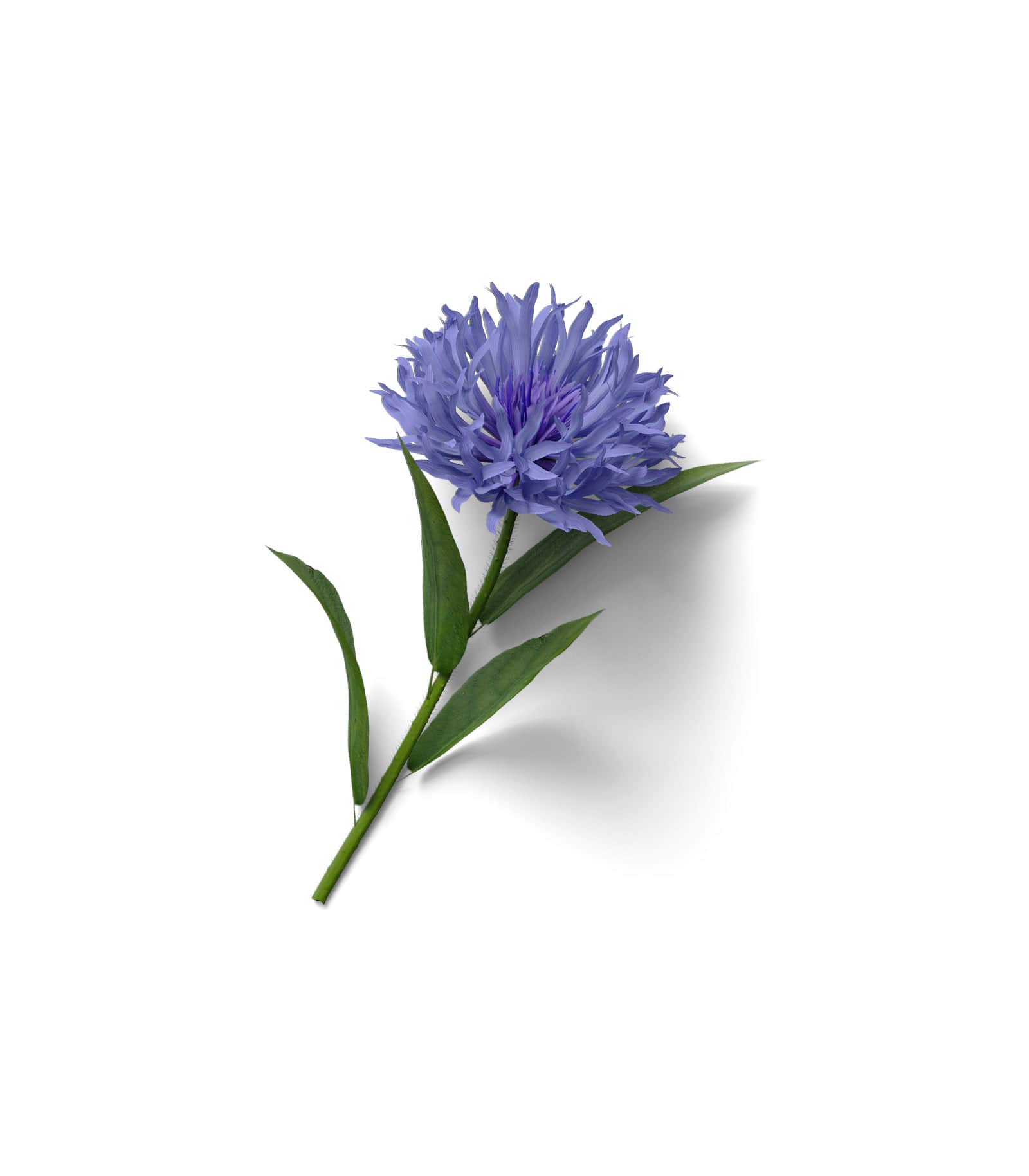 Mockup cornflower top v2 Mockup Cornflower Top V2