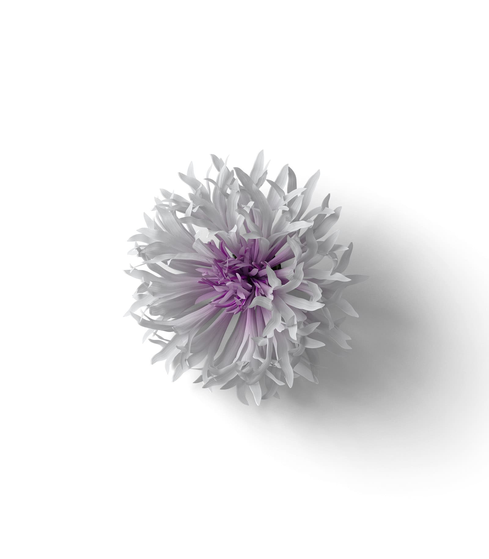 Mockup cornflower top v3 Mockup Cornflower Top V3