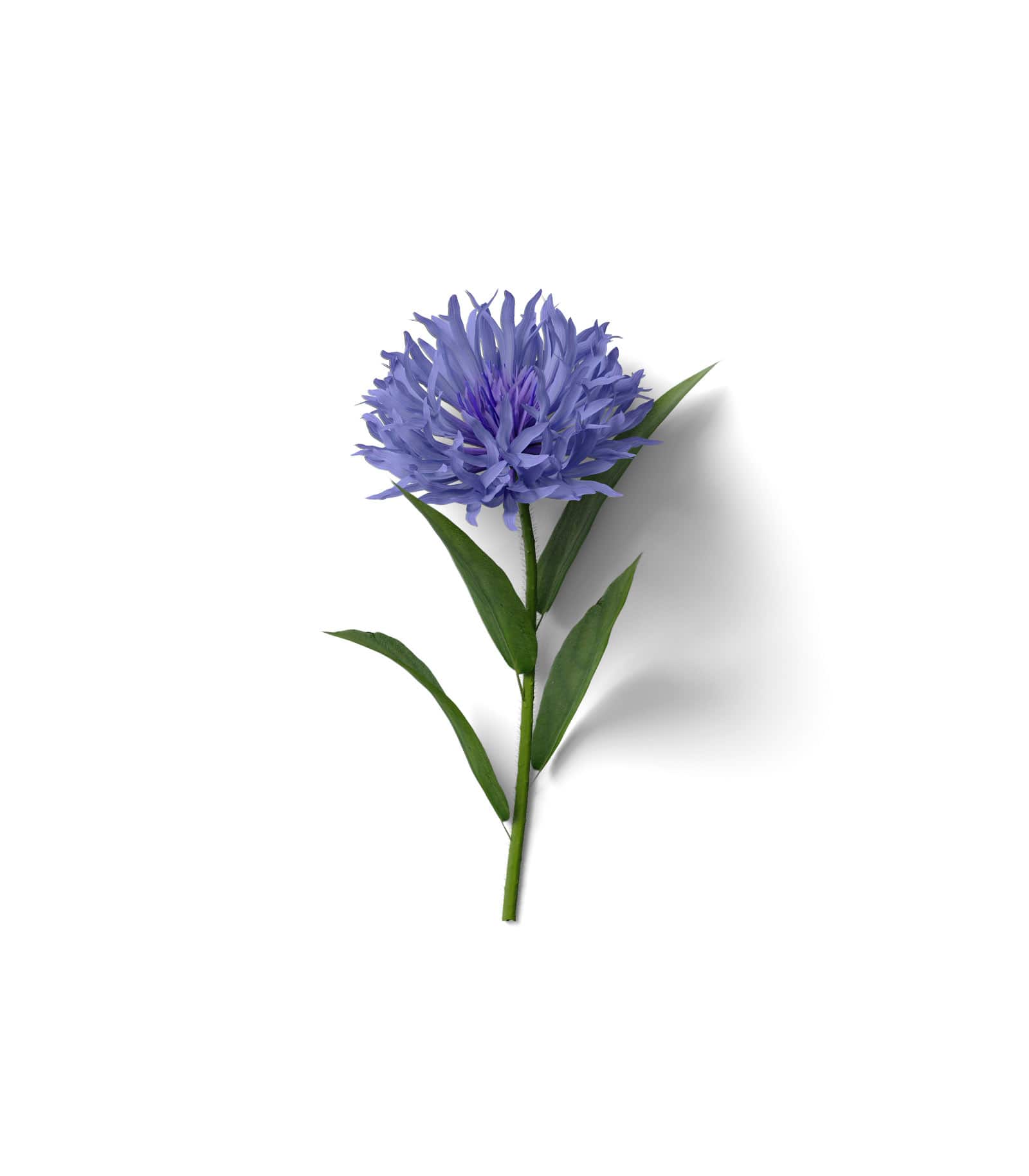 Mockup cornflower top Mockup Cornflower Top