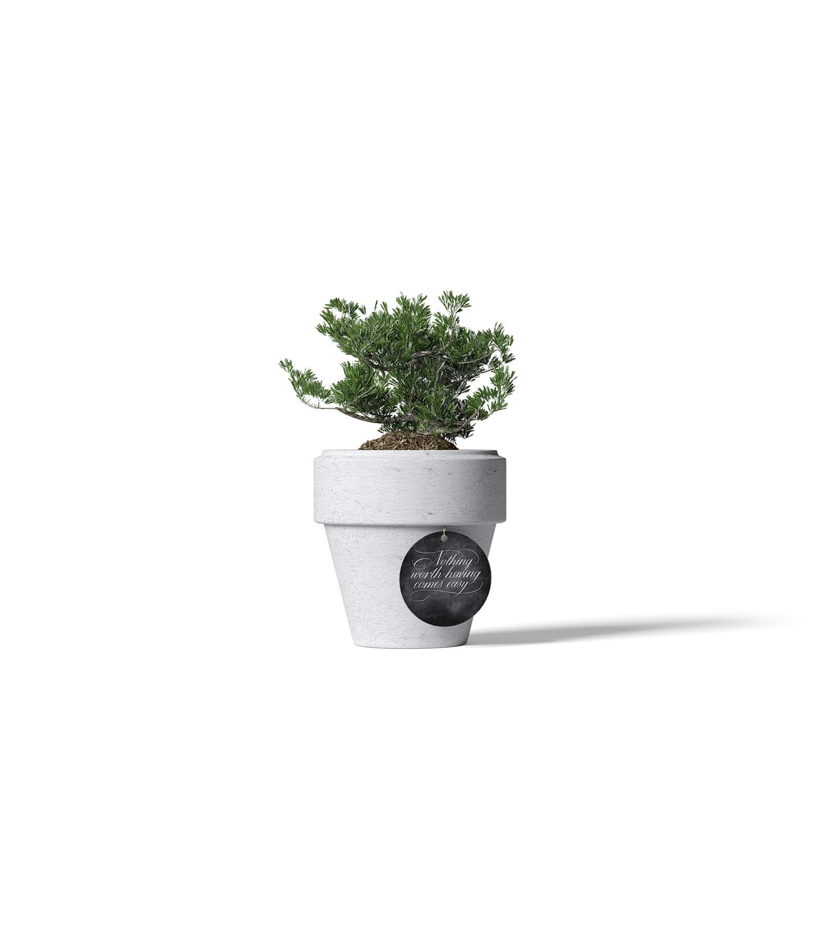 Mockup cypress in pot front Mockup Cypress In Pot Front