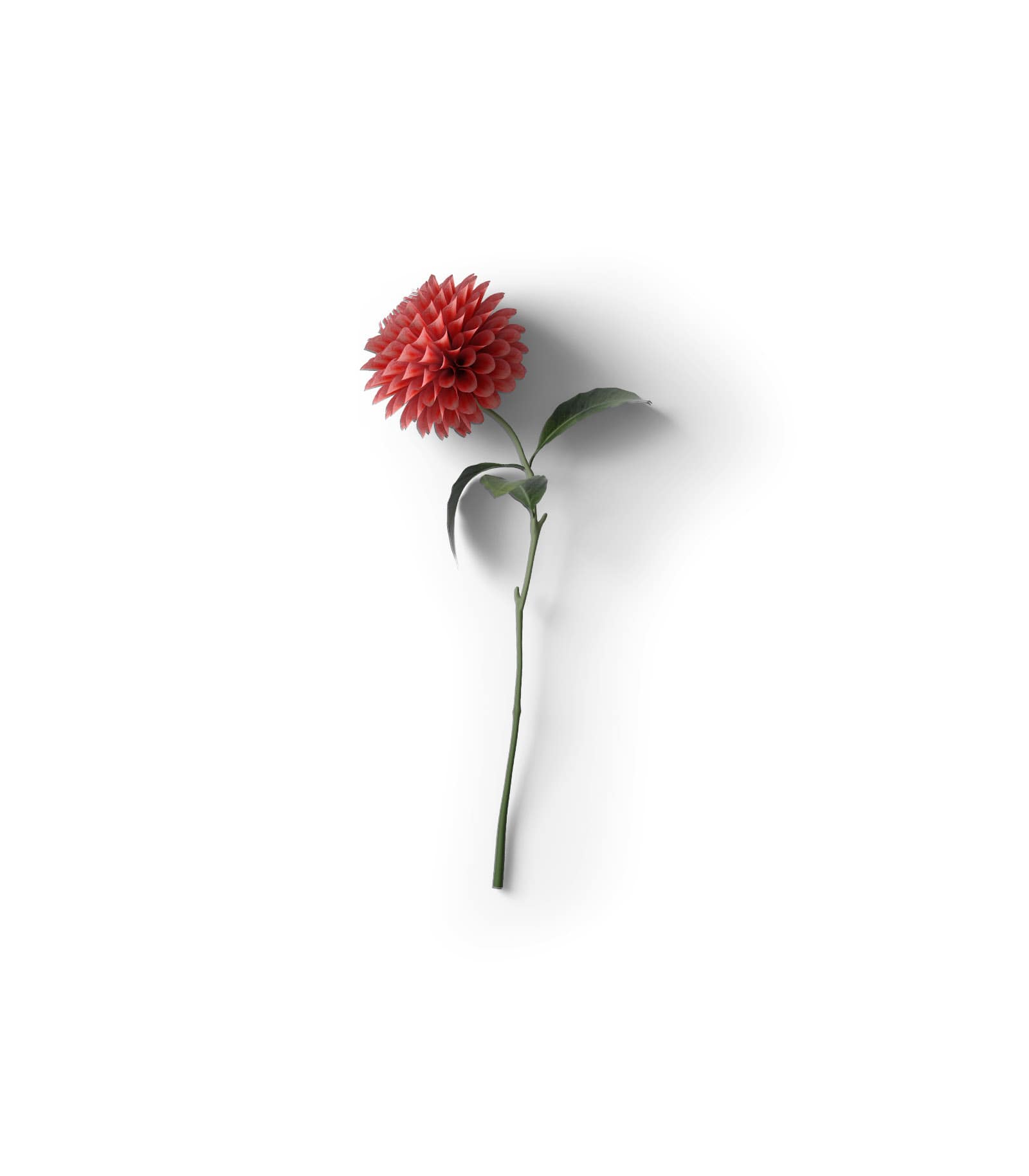 Mockup dahlia top Mockup Dahlia Top