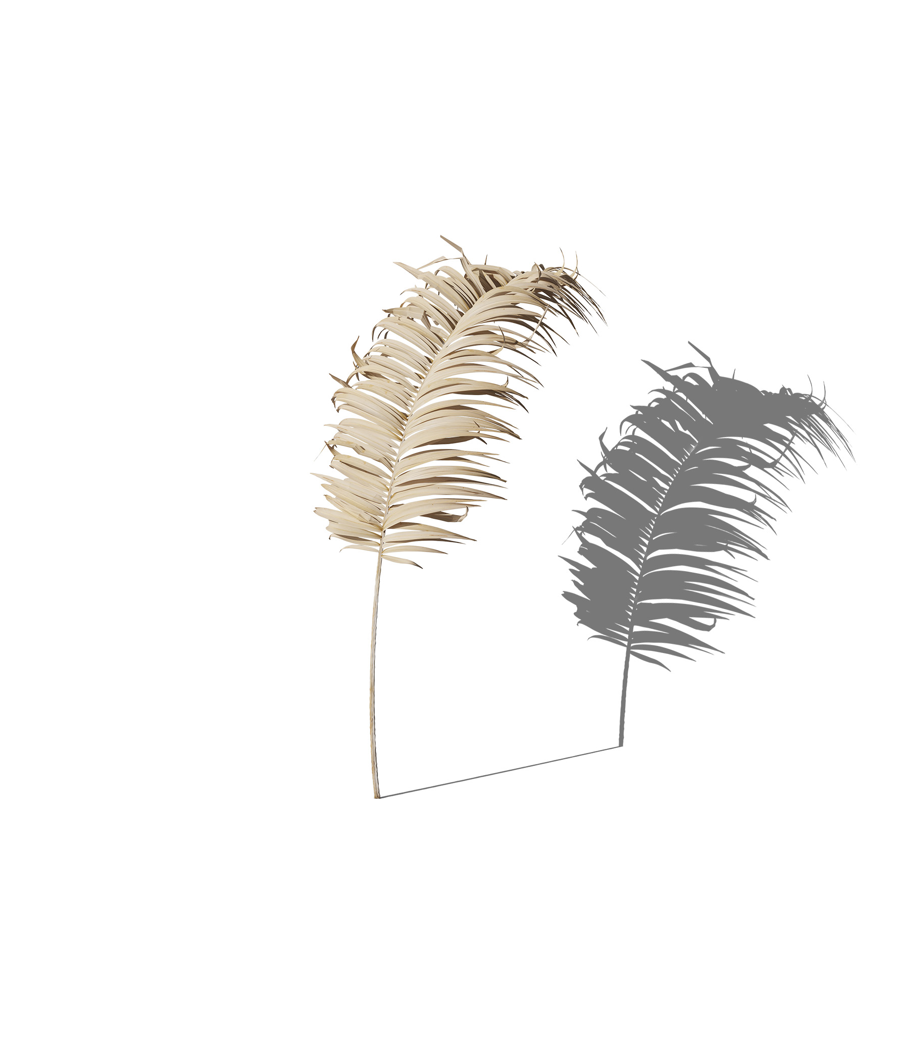 Mockup decorative plant v29 front view Mockup Decorative Plant V29 Front View