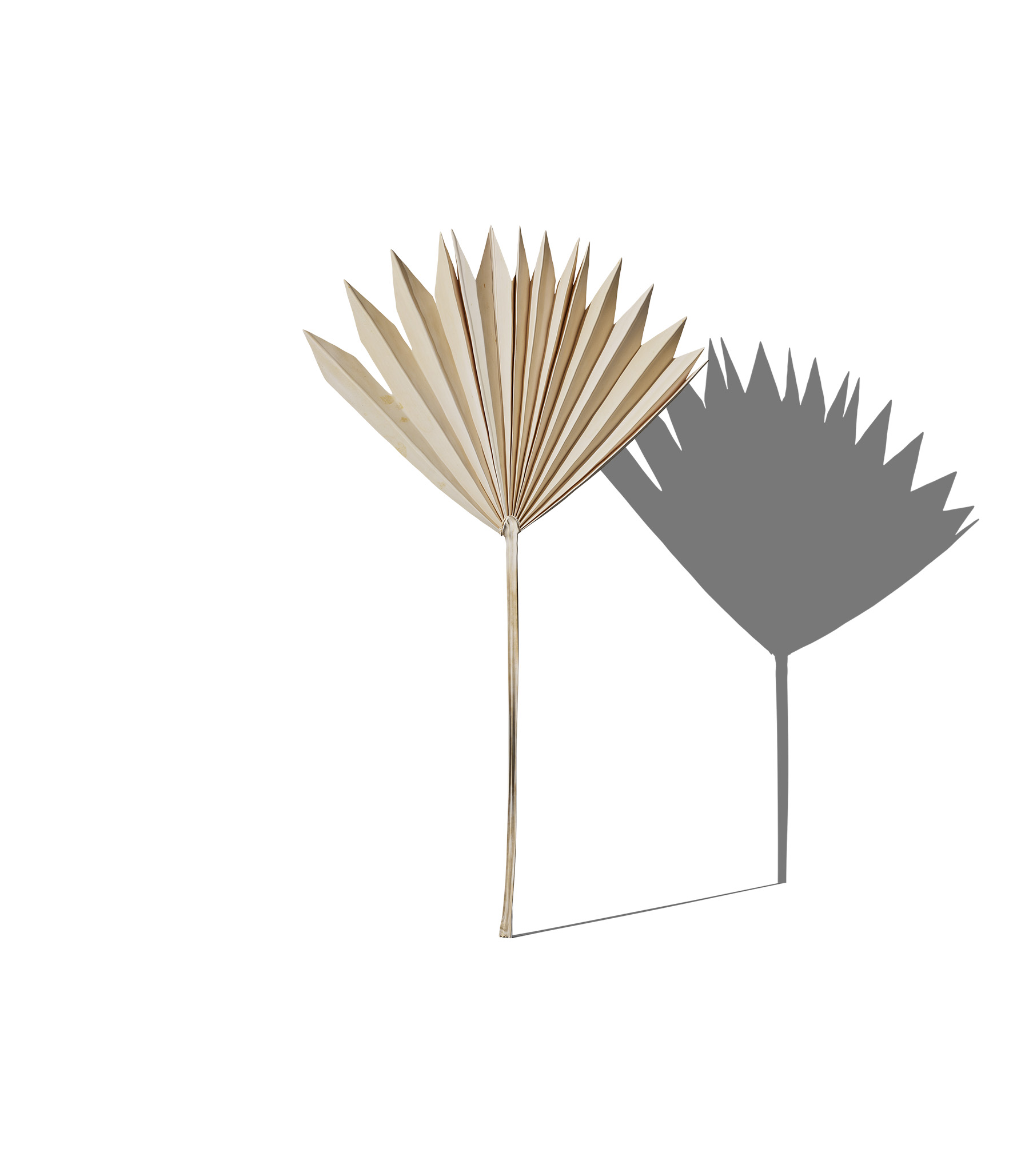 Mockup decorative plant v46 front view Mockup Decorative Plant V46 Front View
