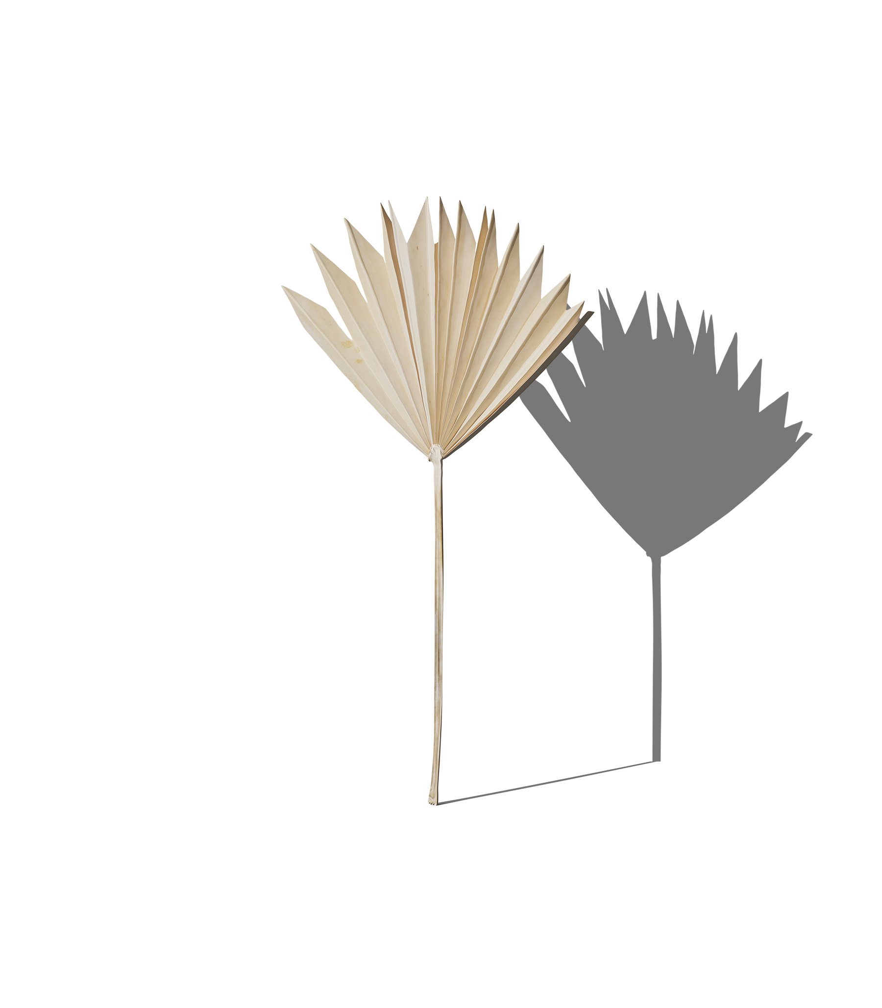 Mockup decorative plant v47 front view Mockup Decorative Plant V47 Front View