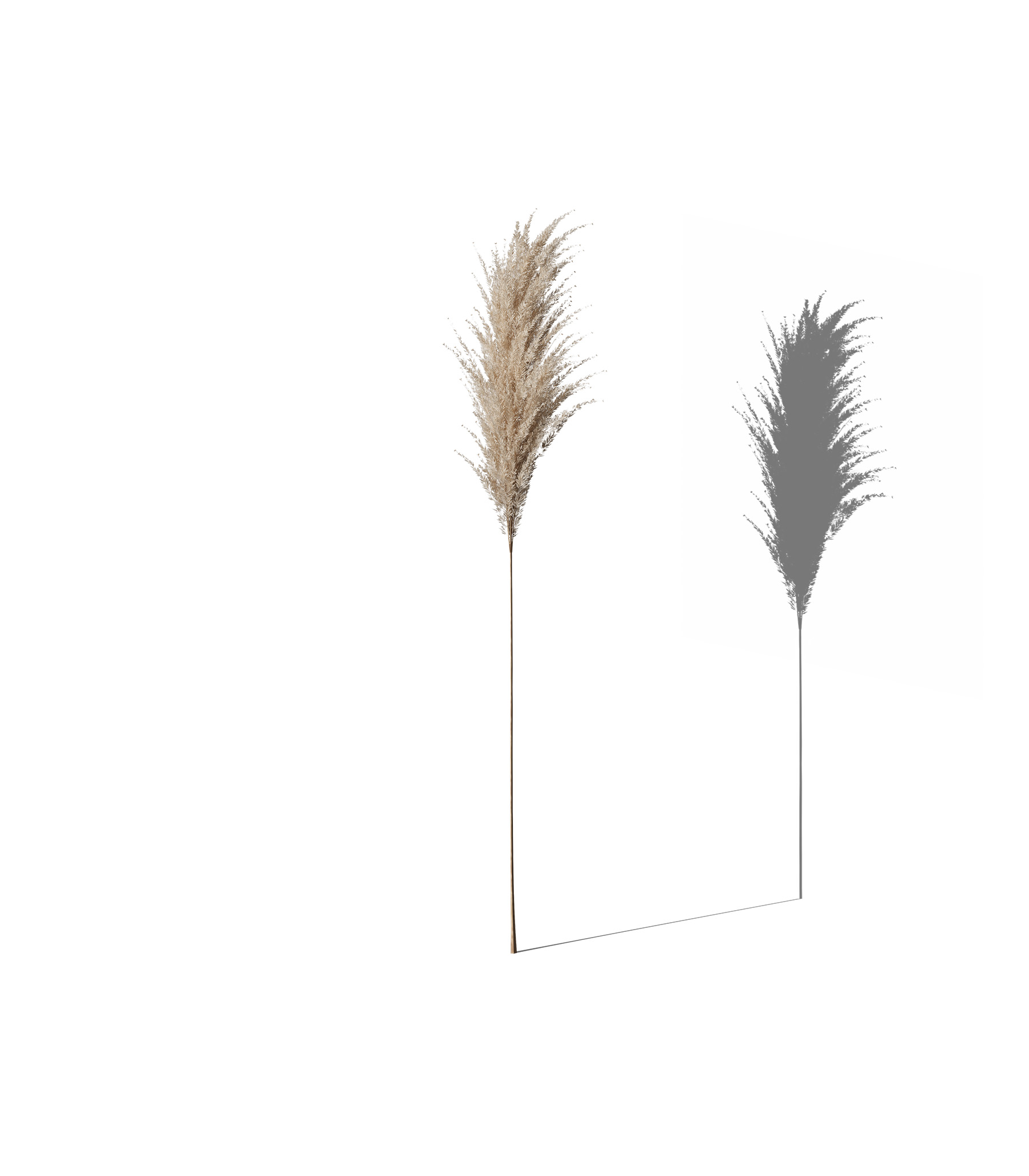 Mockup decorative plant v48 front view Mockup Decorative Plant V48 Front View