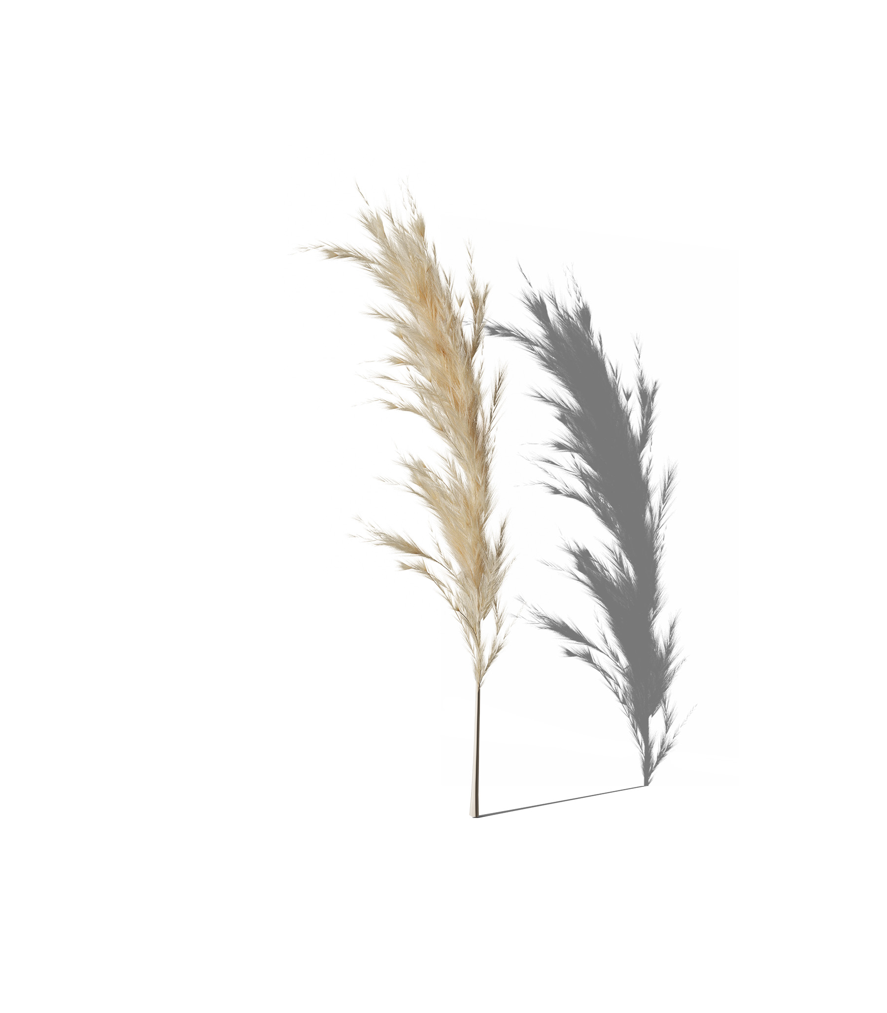 Mockup decorative plant v50 front view Mockup Decorative Plant V50 Front View