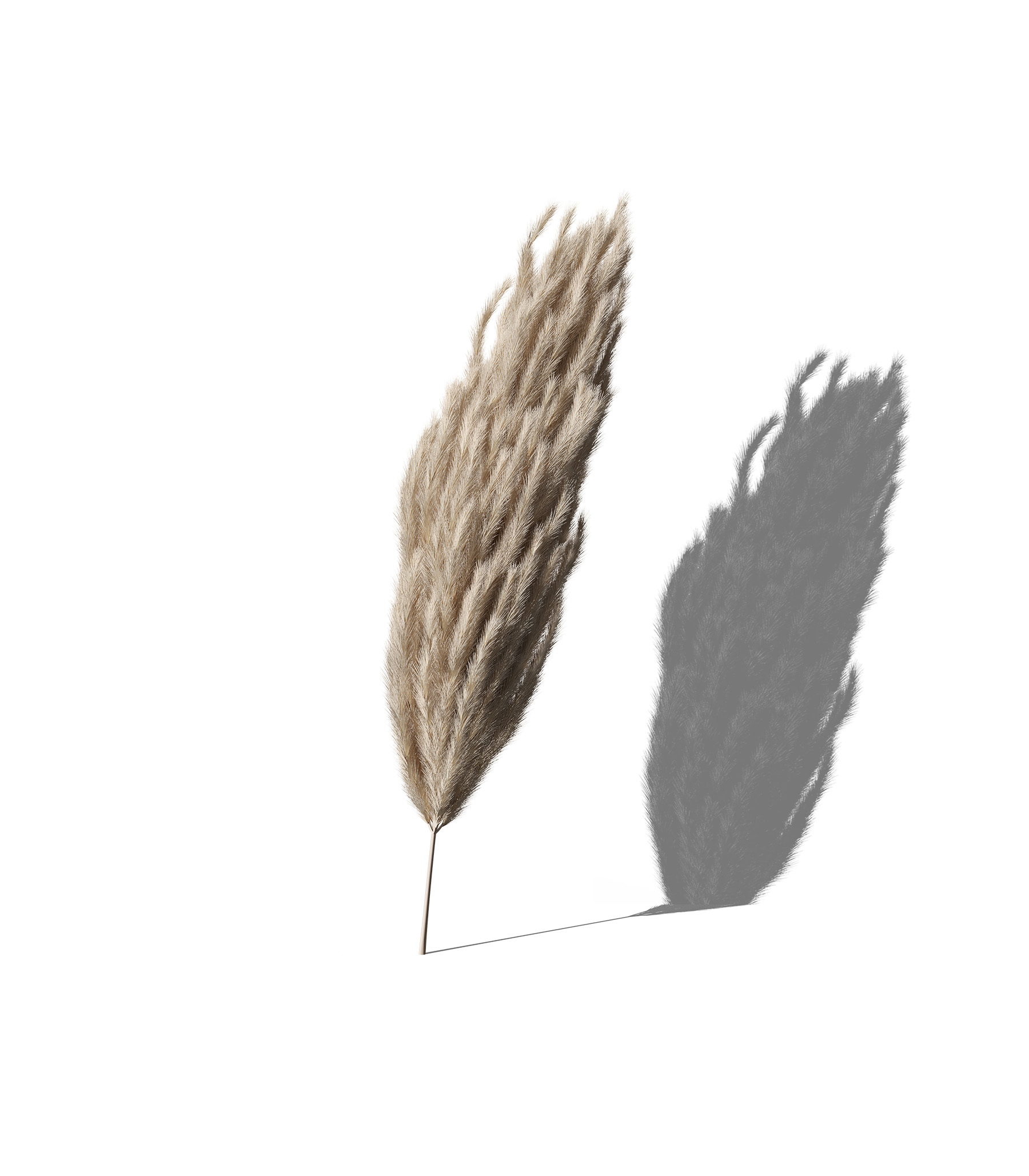 Mockup decorative plant v51 front view Mockup Decorative Plant V51 Front View