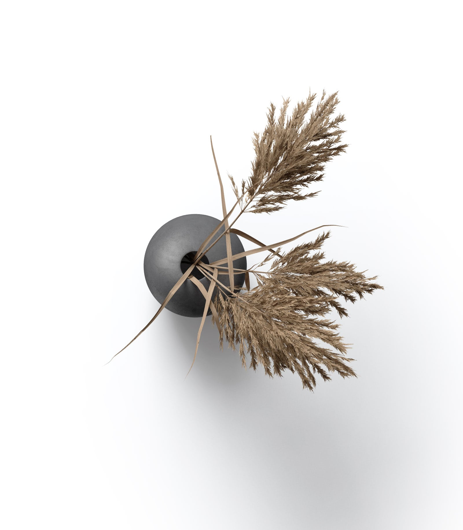 Mockup dried pampas grass top Mockup Dried Pampas Grass Top