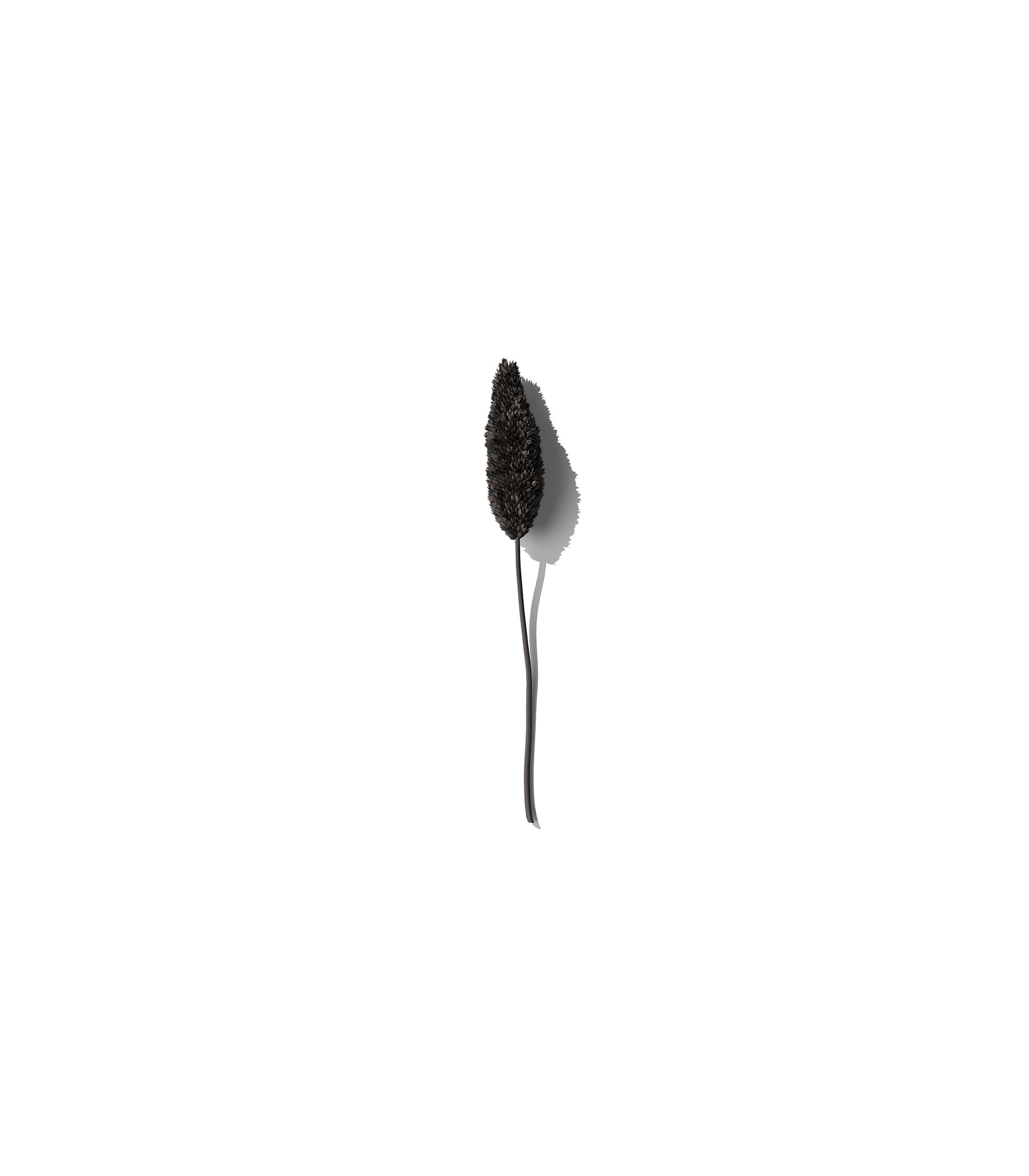 Mockup dried plant v2 front view Mockup Dried Plant V2 Front View