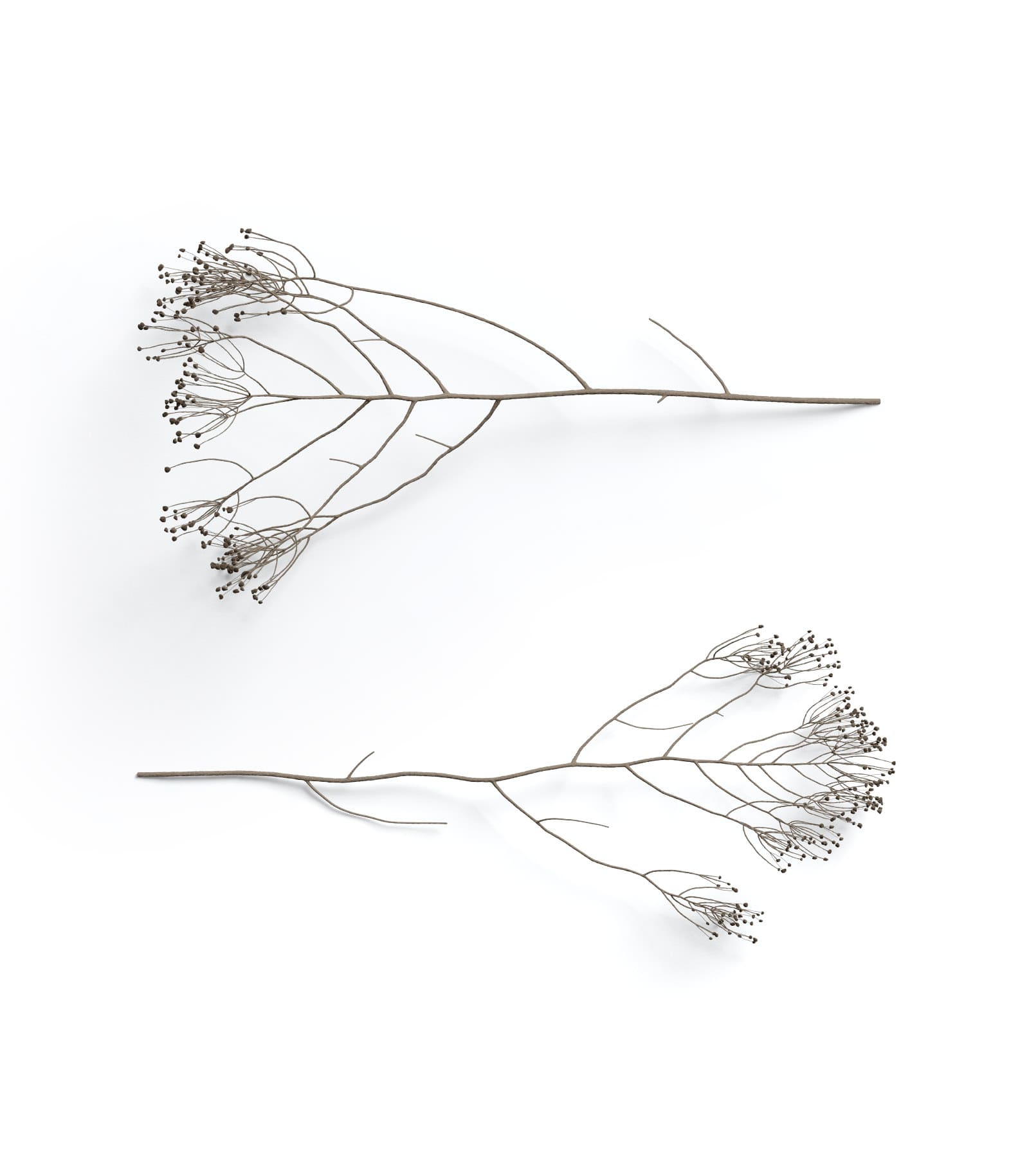 Mockup dry branch v2 top Mockup Dry Branch V2 Top