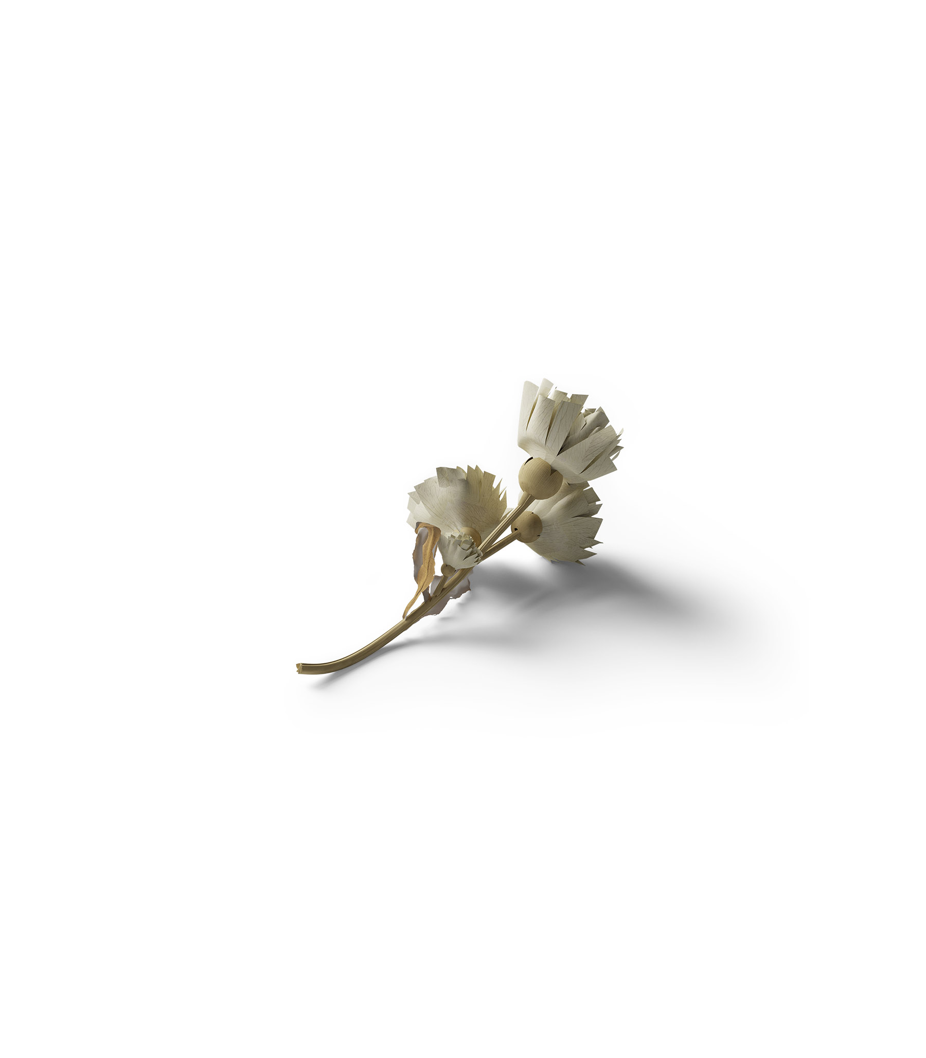 Mockup dry flower v1 isometric Mockup Dry Flower V1 Isometric