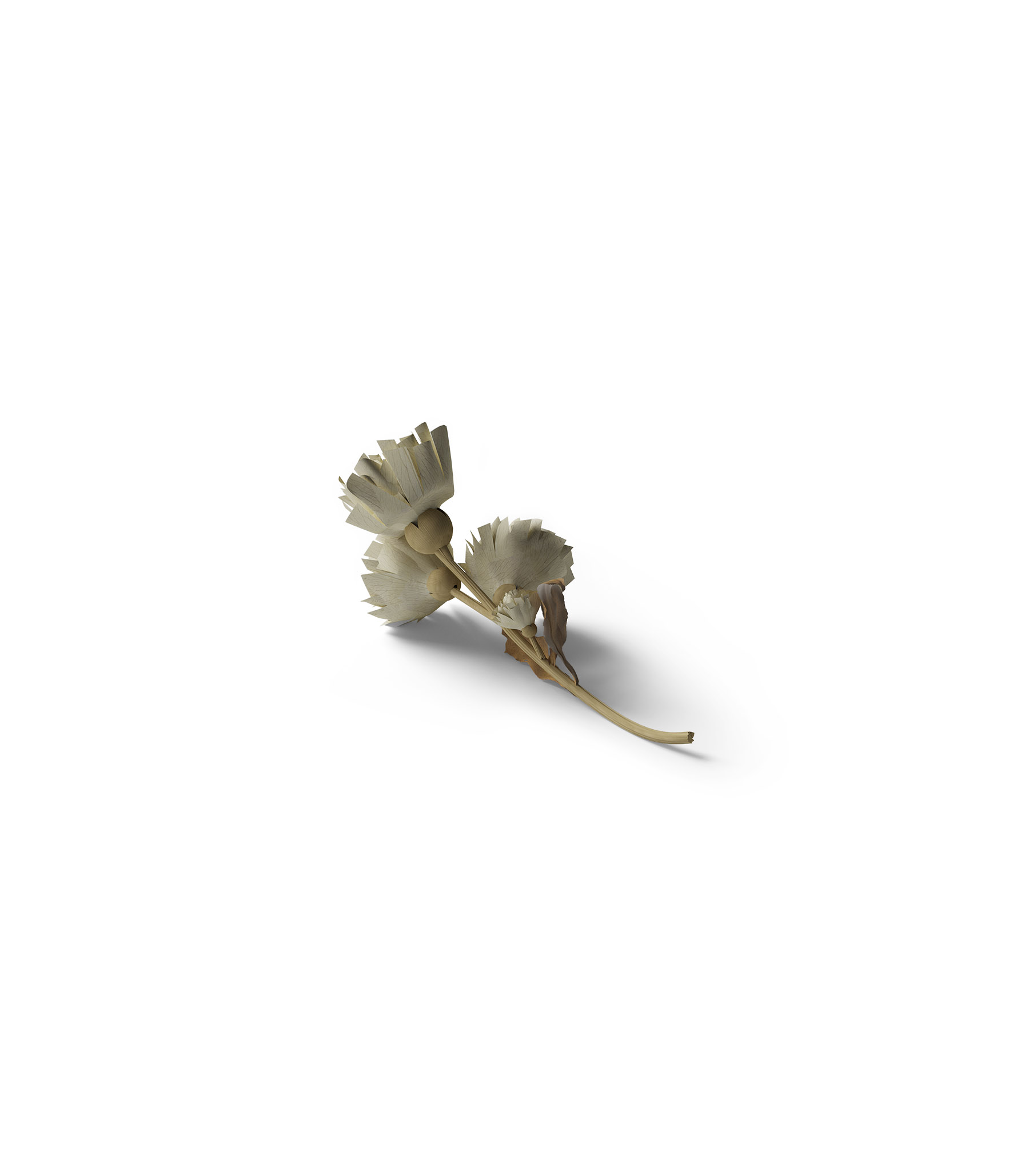 Mockup dry flower v1a isometric Mockup Dry Flower V1A Isometric