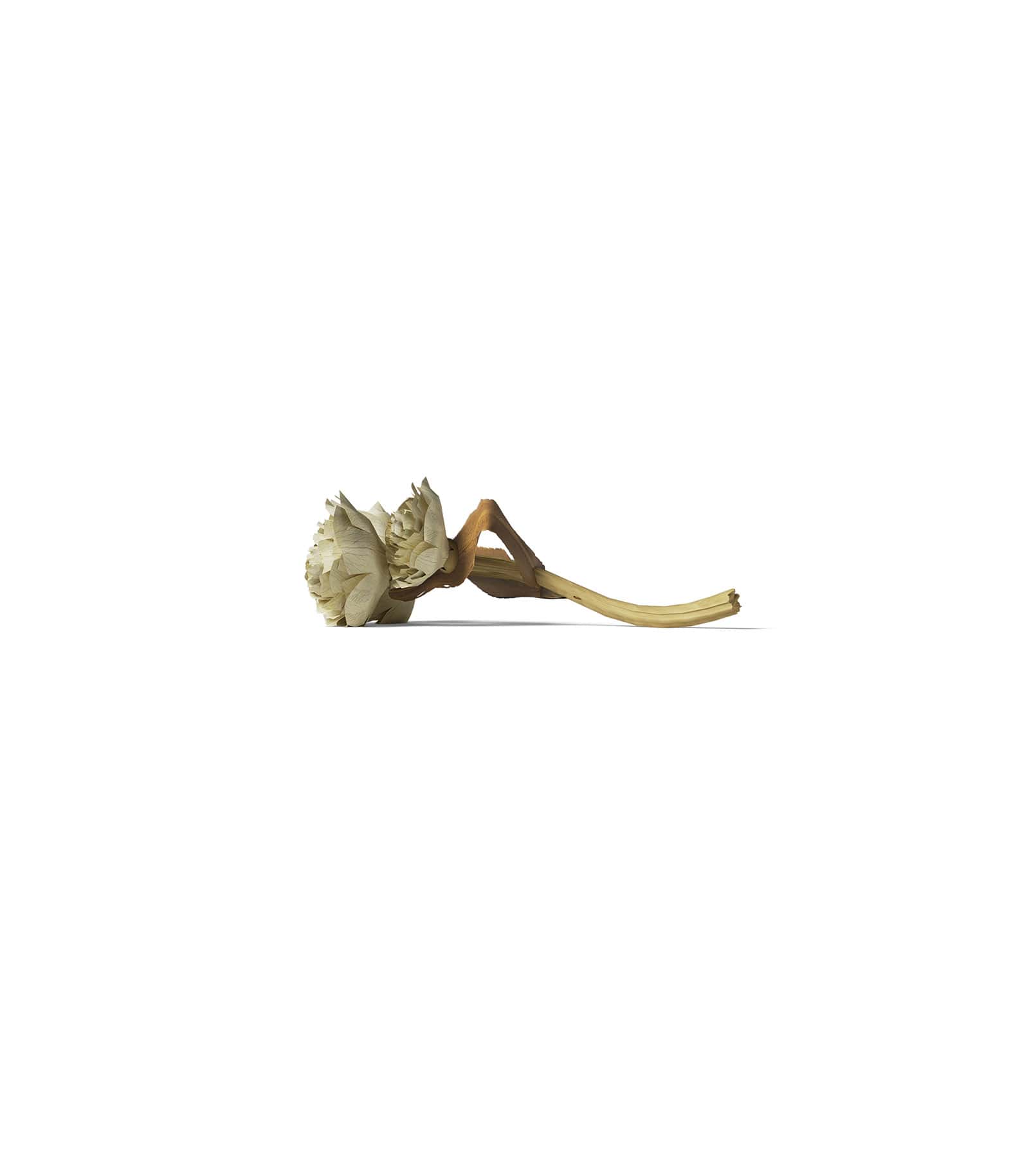 Mockup dry flower v3 front Mockup Dry Flower V3 Front