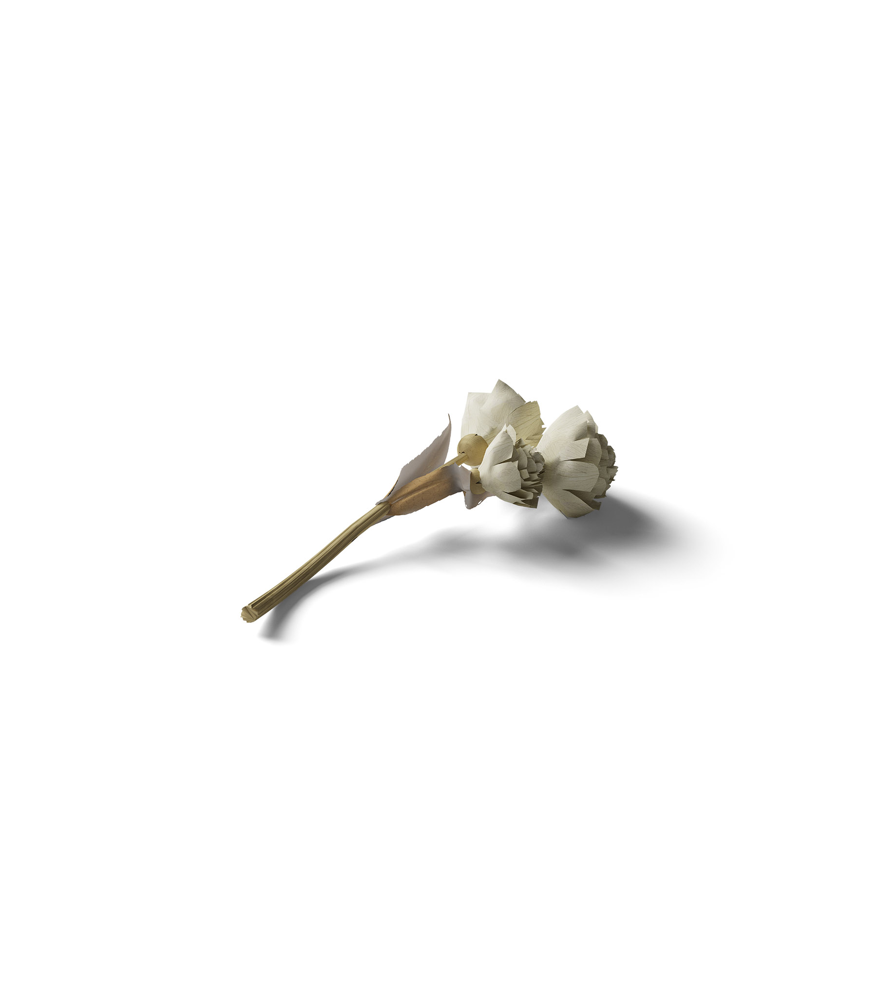 Mockup dry flower v3a isometric Mockup Dry Flower V3A Isometric