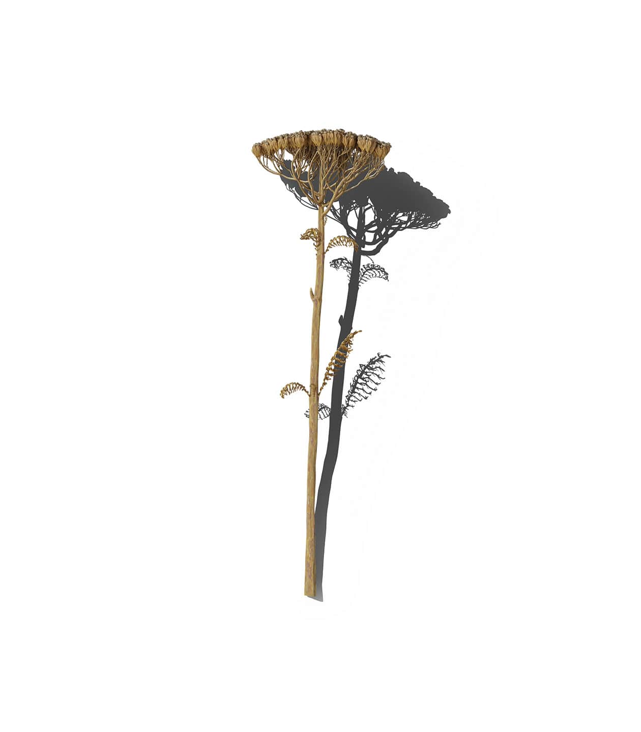 Mockup dry yarrow v1 top Mockup Dry Yarrow V1 Top