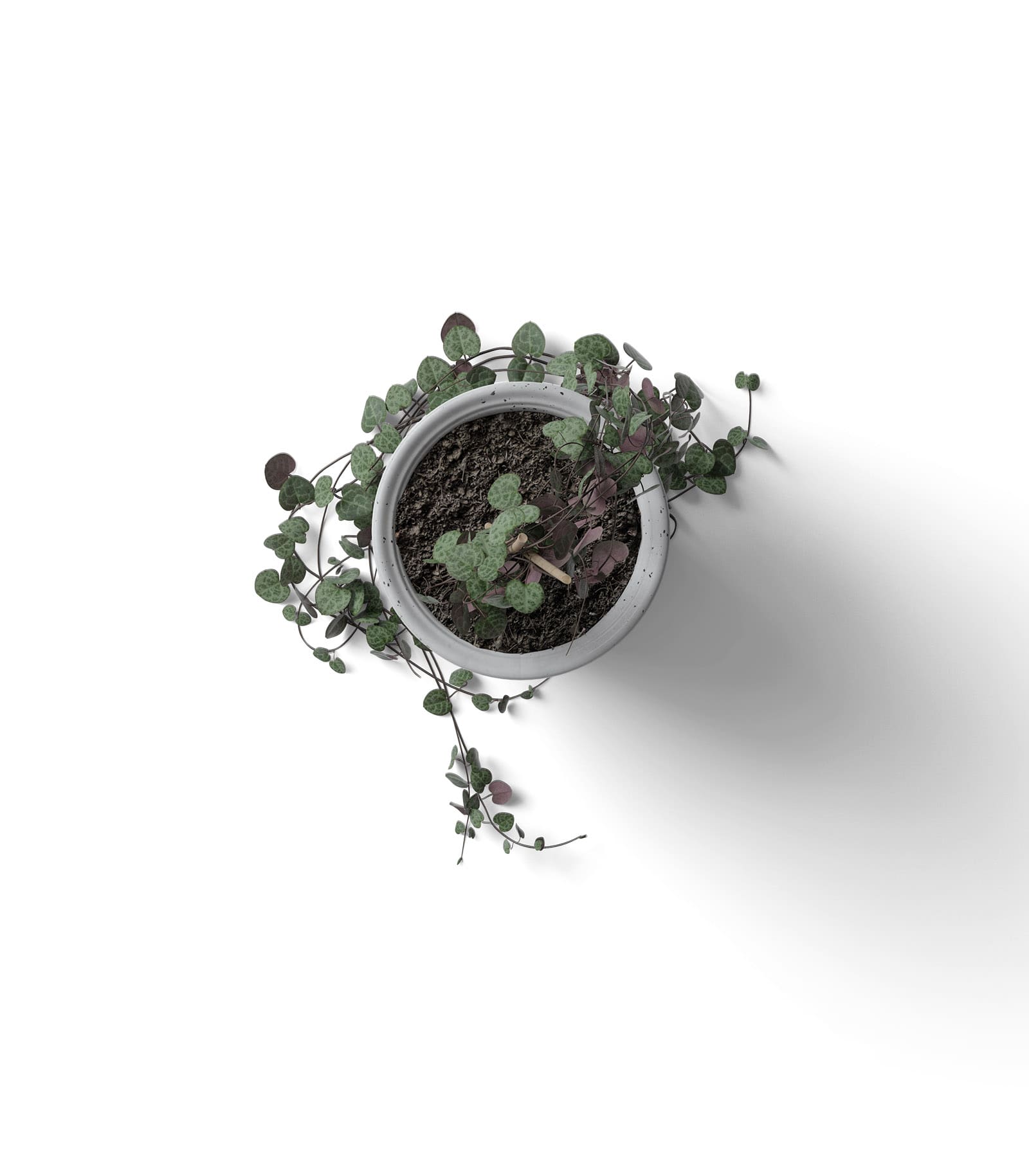 Mockup eucalyptus in pot top v2 Mockup Eucalyptus In Pot Top V2
