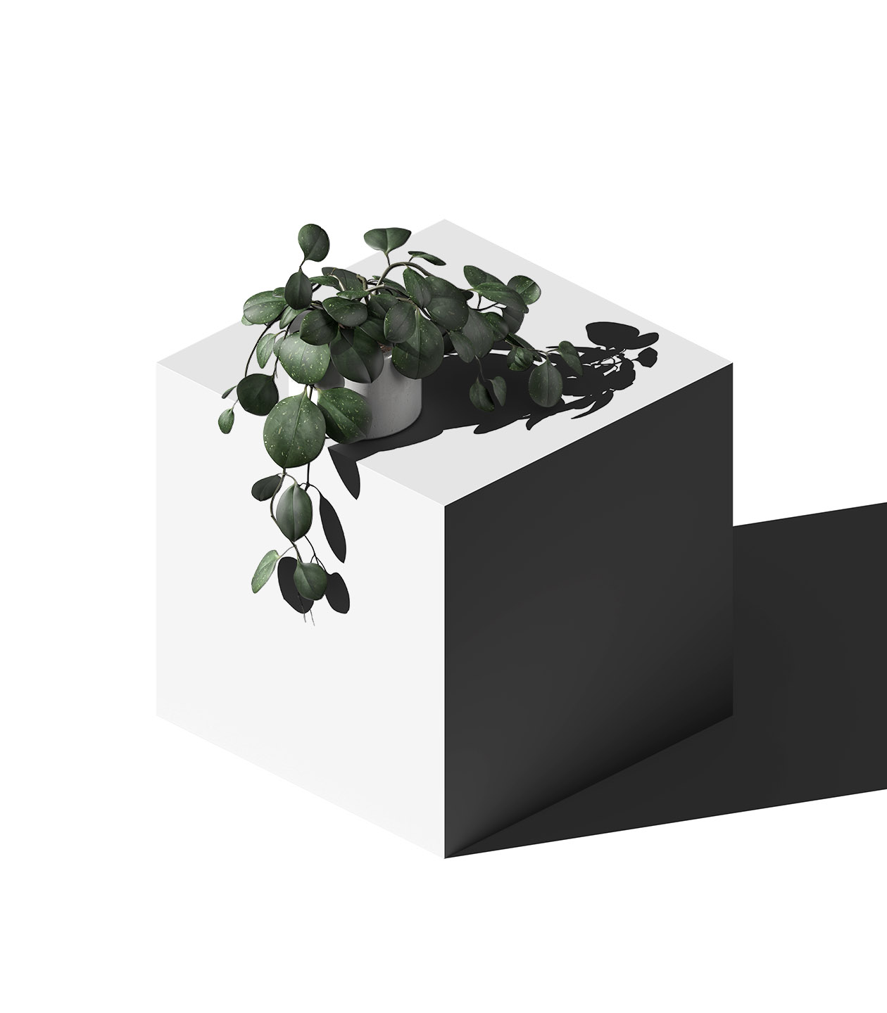 Mockup eucalyptus in pot v2 isometric Mockup Eucalyptus In Pot V2 Isometric