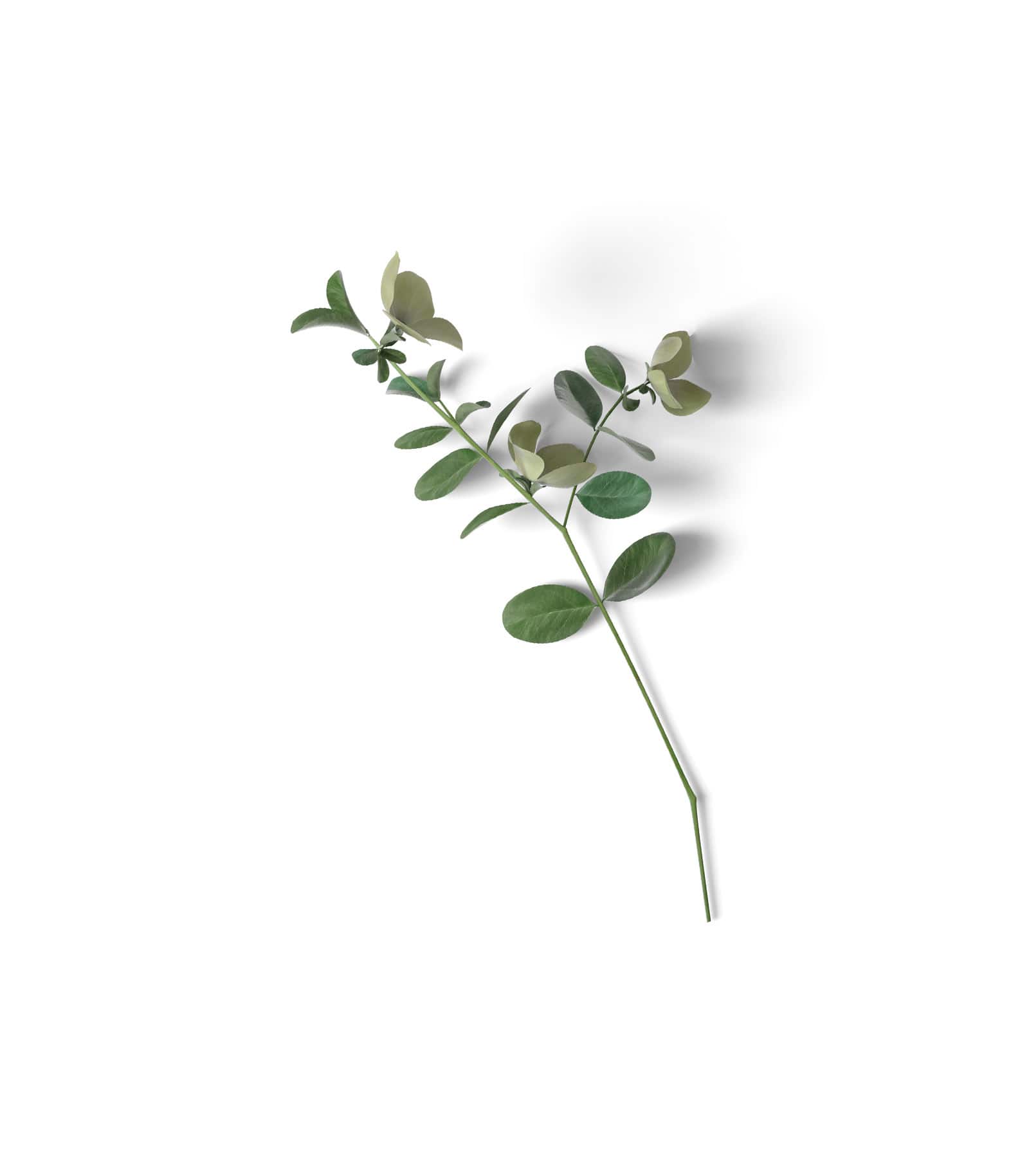 Mockup eucalyptus top v6 Mockup Eucalyptus Top V6