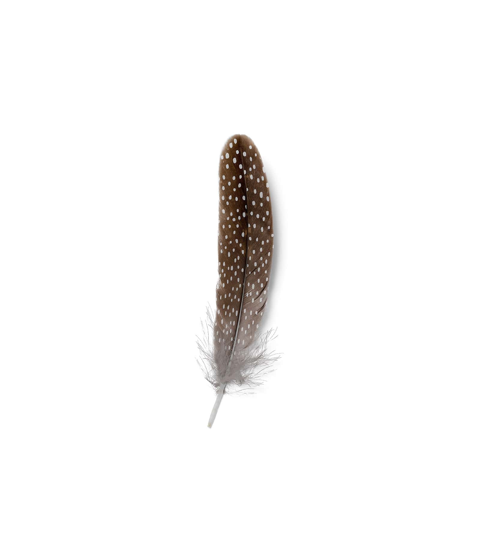 Mockup feather v4 top Mockup Feather V4 Top