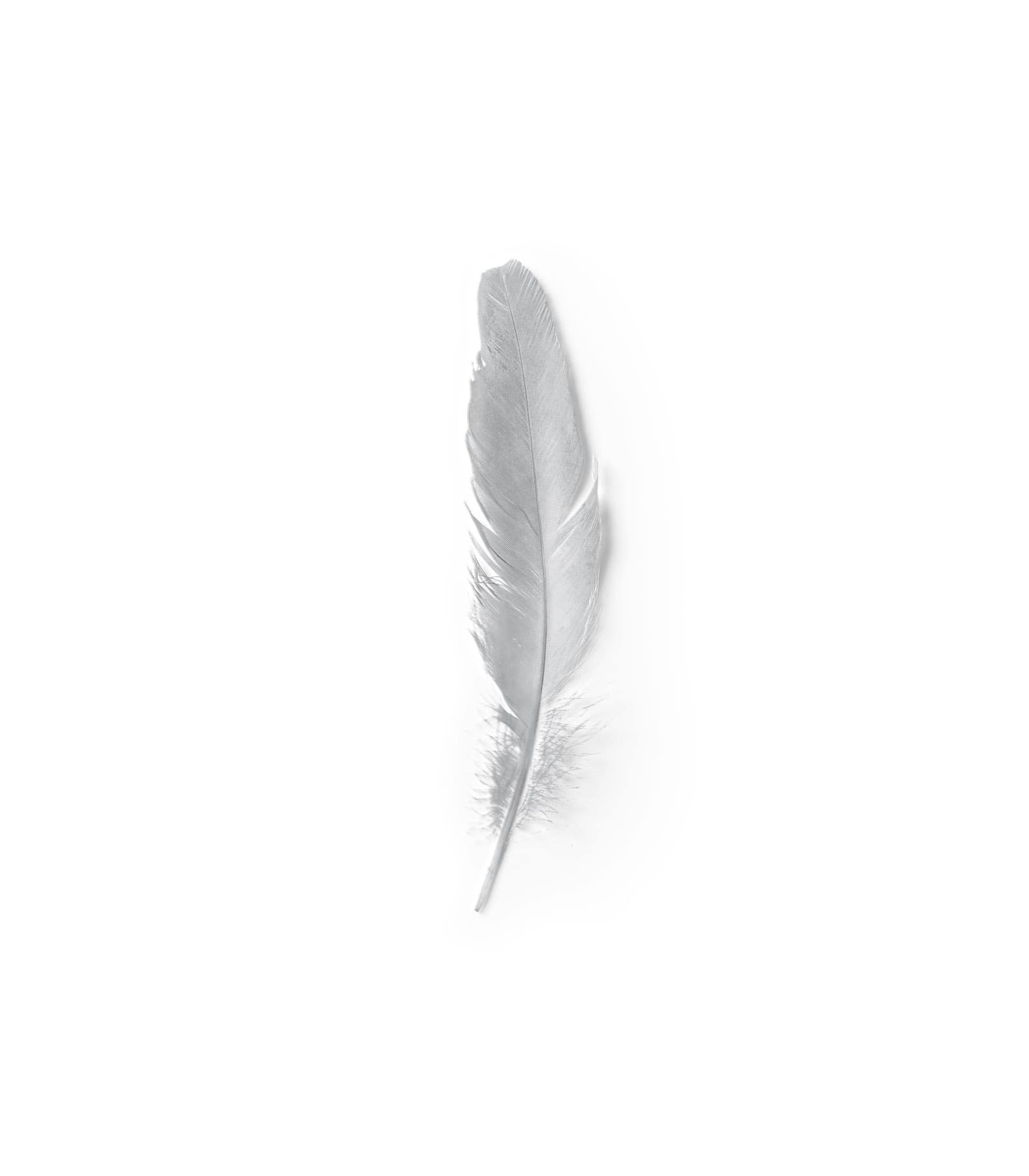 Mockup feather v5 top Mockup Feather V5 Top