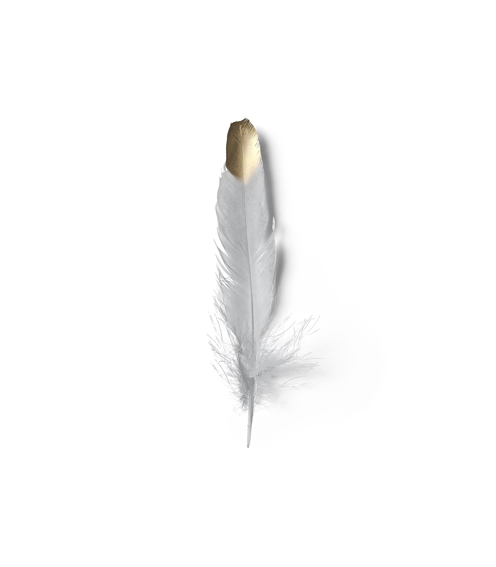 Mockup feather v6 top Mockup Feather V6 Top