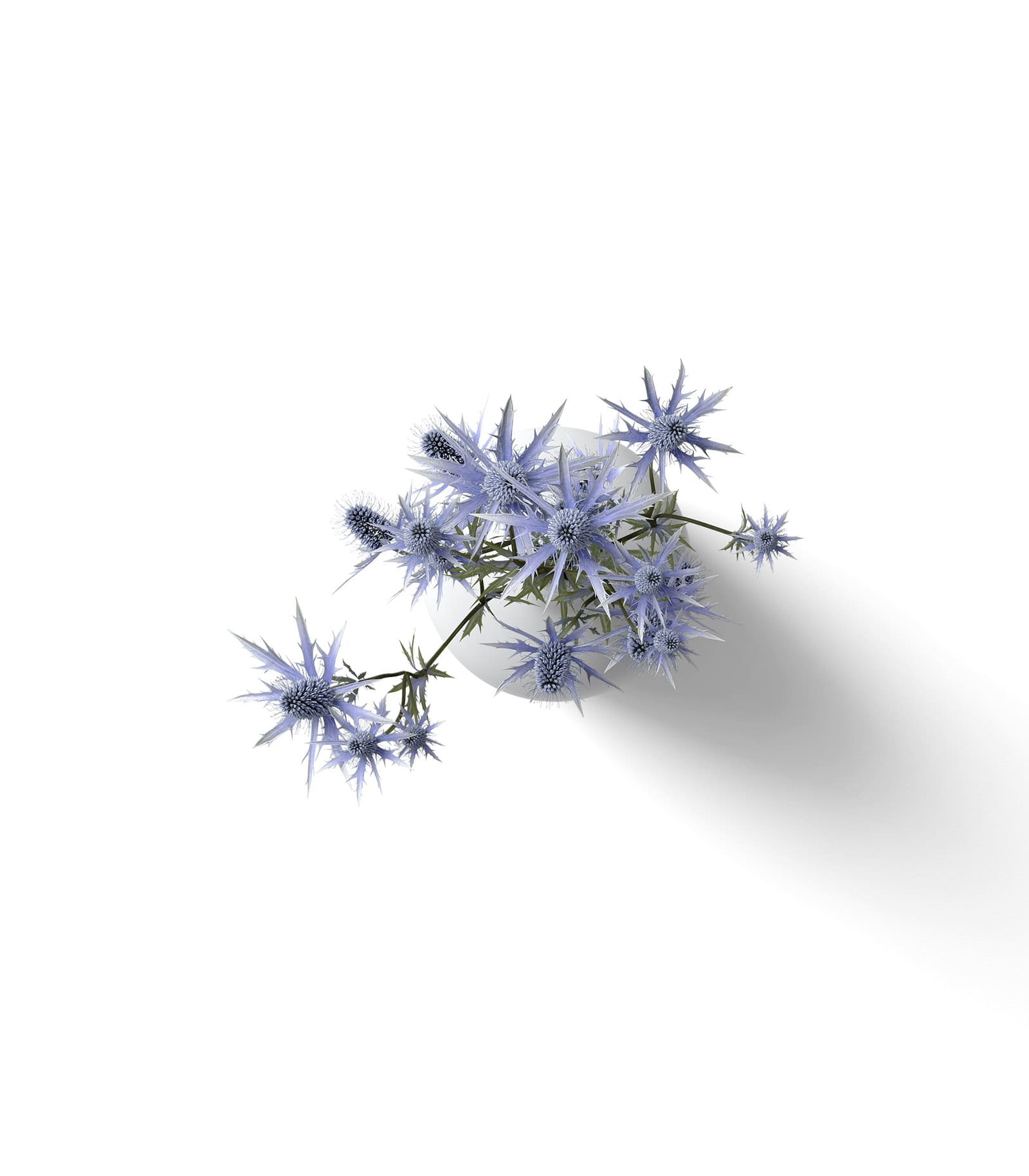 Mockup feverweed in vase top Mockup Feverweed In Vase Top