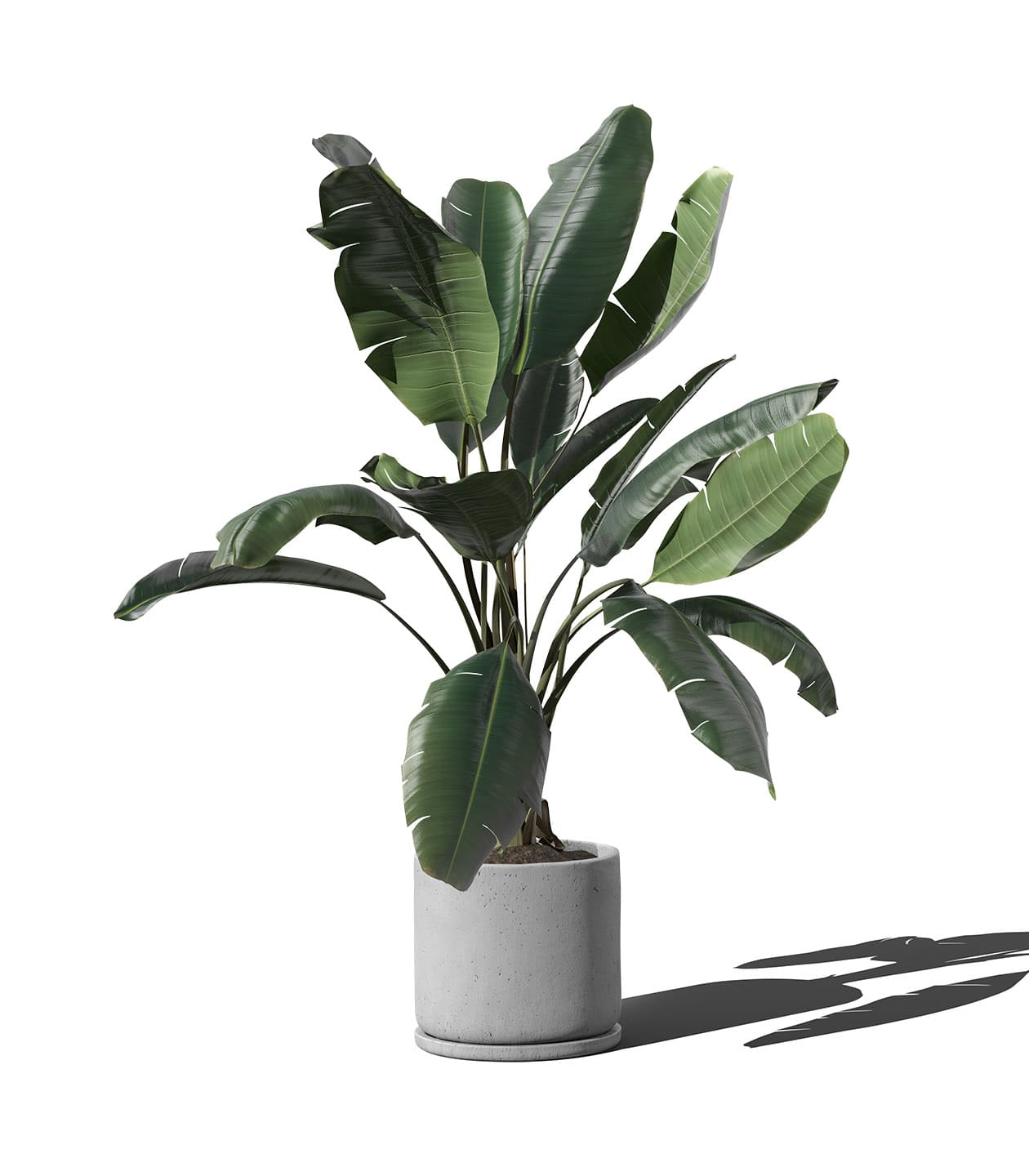 Mockup ficus in pot front view Mockup Ficus In Pot Front View