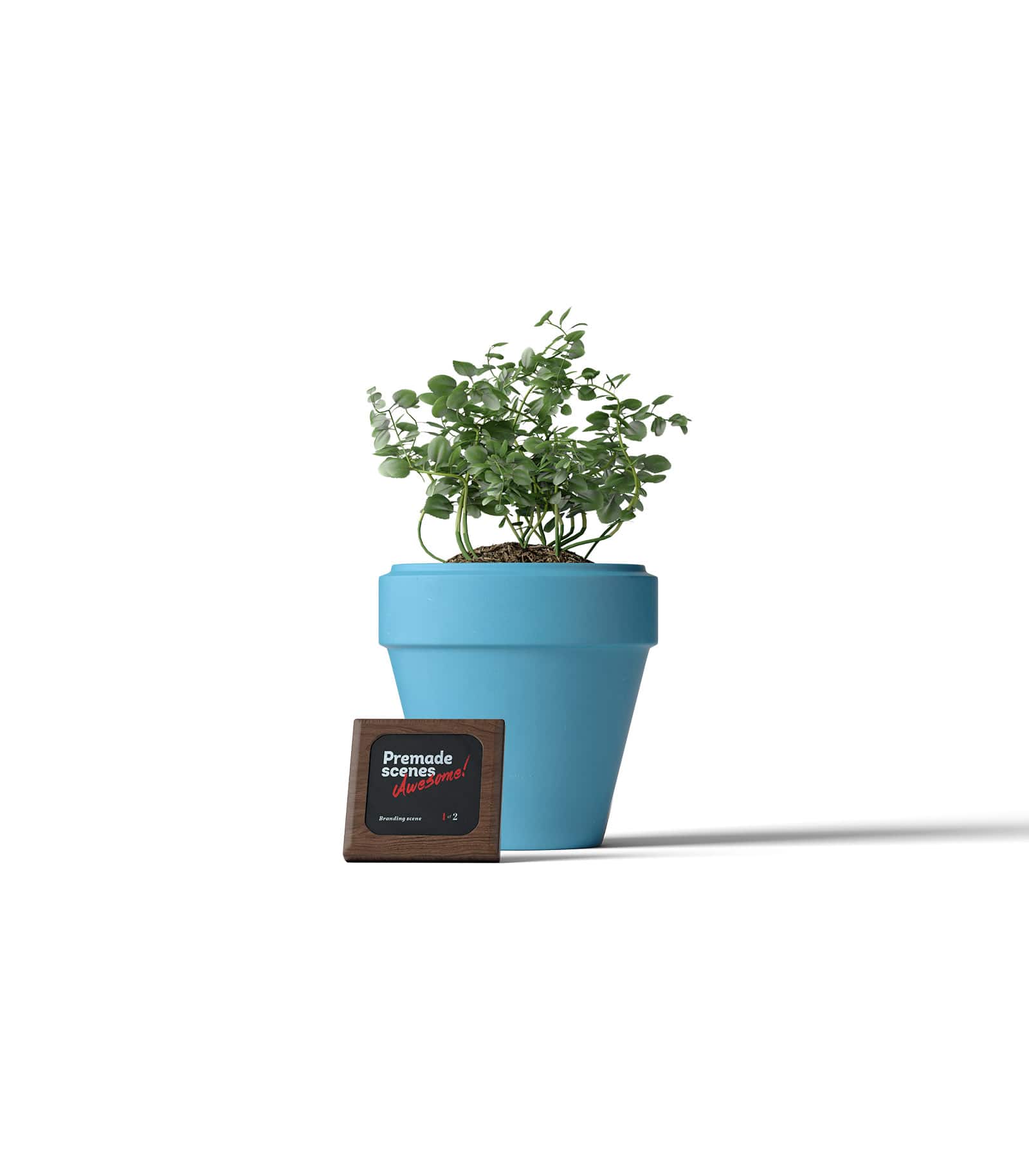 Mockup ficus in pot front Mockup Ficus In Pot Front