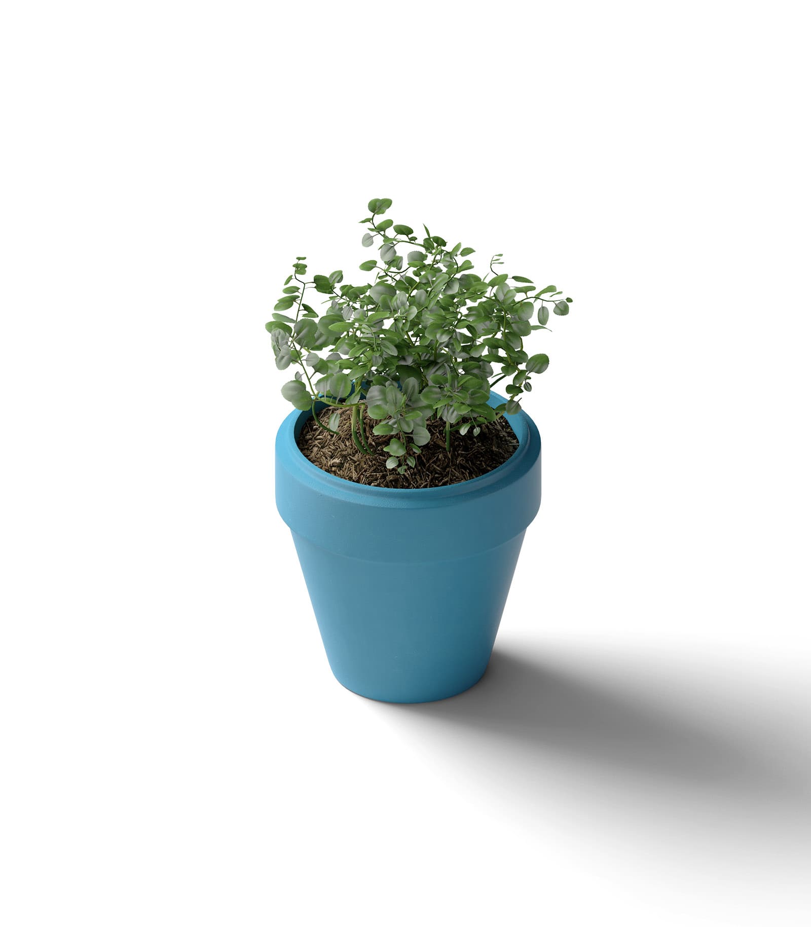Mockup ficus in pot isometric Mockup Ficus In Pot Isometric