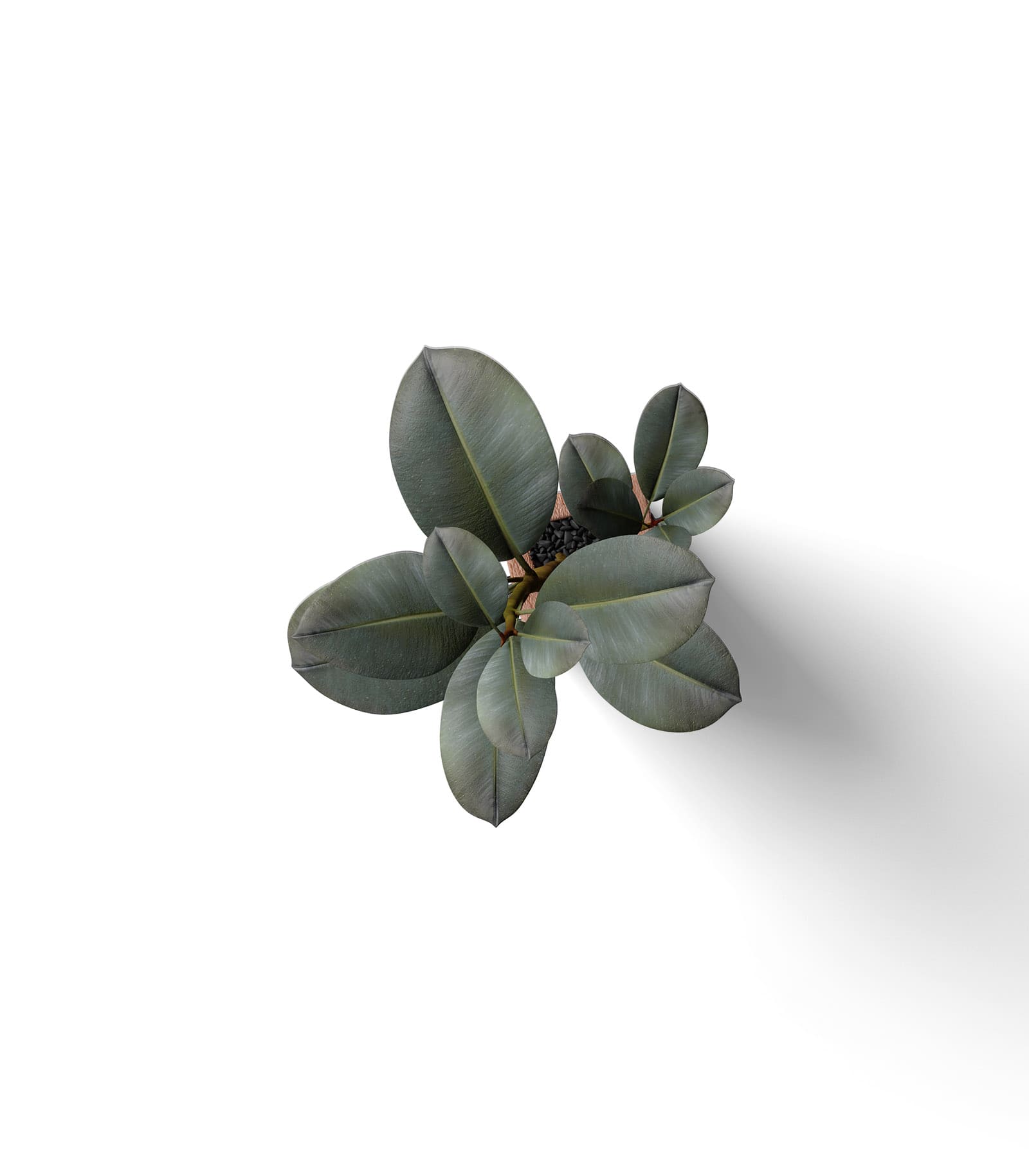 Mockup ficus in pot top v2 Mockup Ficus In Pot Top V2