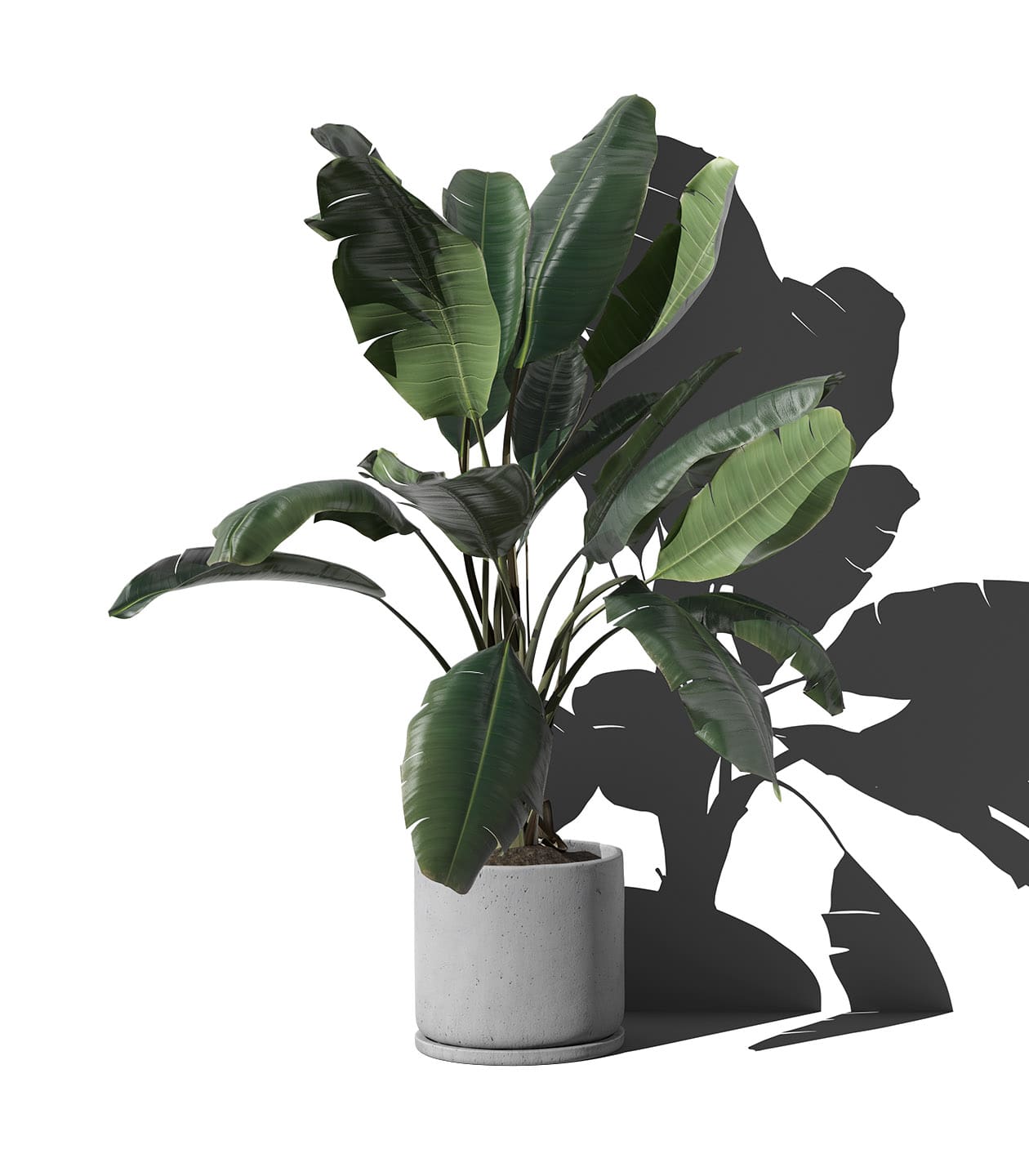 Mockup ficus in pot v1 front view Mockup Ficus In Pot V1 Front View